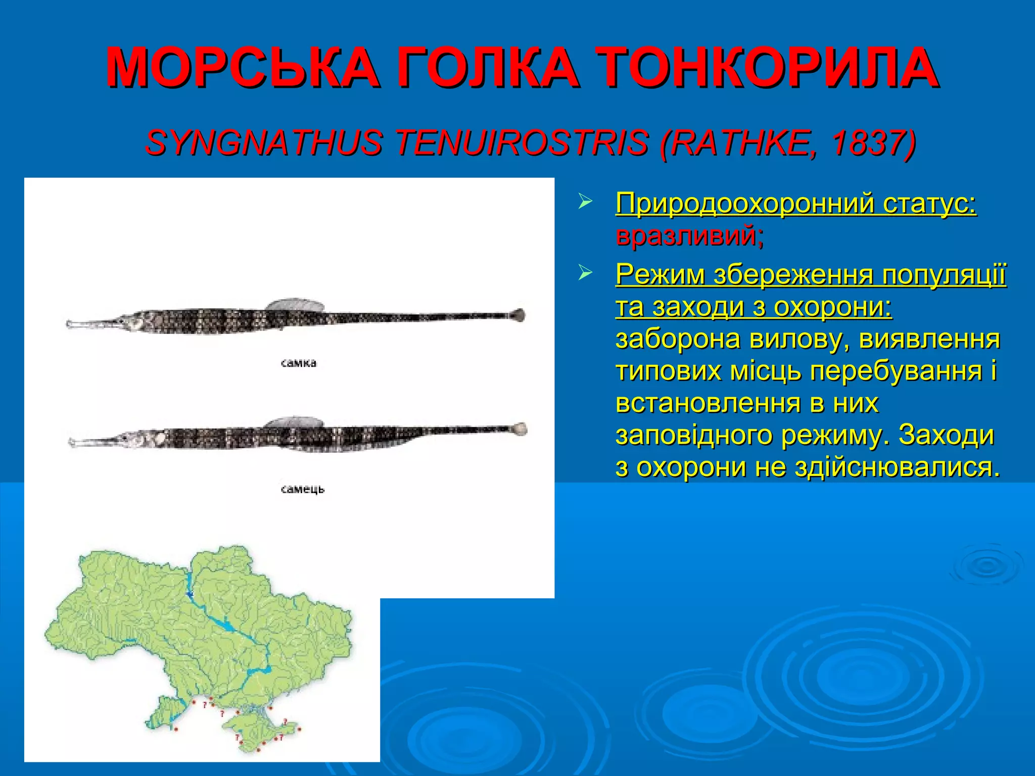 МОРСЬКА ГОЛКА ТОНКОРИЛА
 SYNGNATHUS TENUIROSTRIS (RATHKE, 1837)
                       Природоохоронний статус:
                        вразливий;
                       Режим збереження популяції
                        та заходи з охорони:
                        заборона вилову, виявлення
                        типових місць перебування і
                        встановлення в них
                        заповідного режиму. Заходи
                        з охорони не здійснювалися.
 