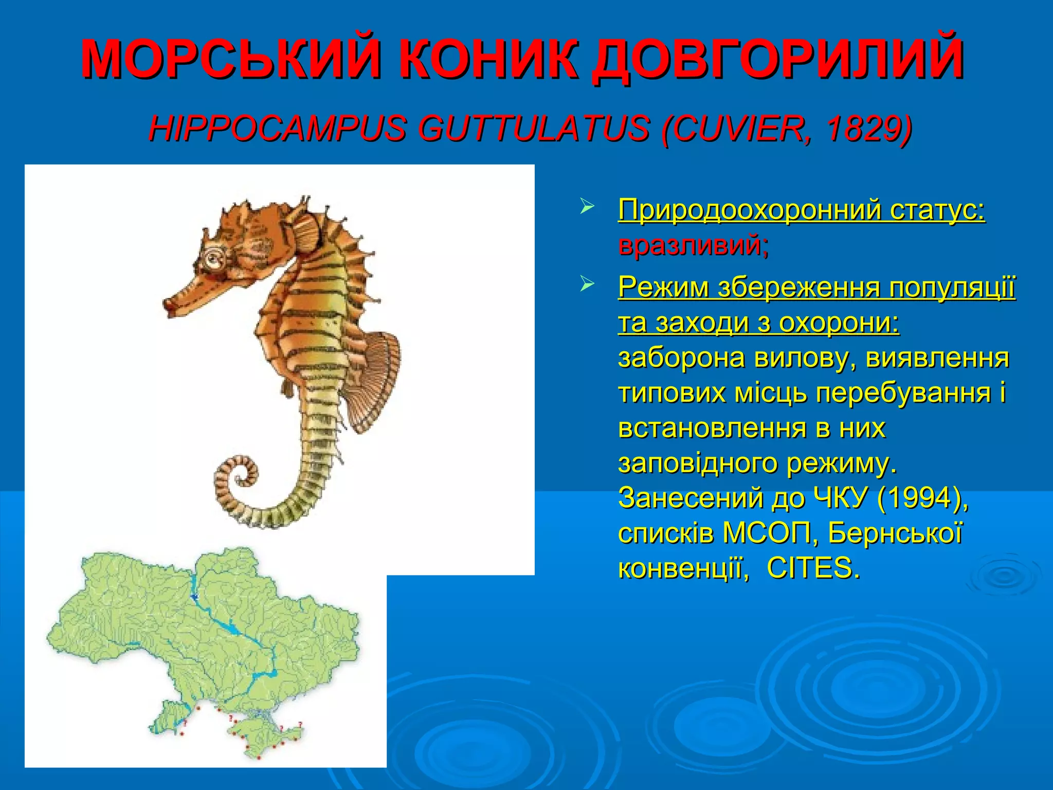 МОРСЬКИЙ КОНИК ДОВГОРИЛИЙ
 HIPPOCAMPUS GUTTULATUS (CUVIER, 1829)

                      Природоохоронний статус:
                       вразливий;
                      Режим збереження популяції
                       та заходи з охорони:
                       заборона вилову, виявлення
                       типових місць перебування і
                       встановлення в них
                       заповідного режиму.
                       Занесений до ЧКУ (1994),
                       списків МСОП, Бернської
                       конвенції, CITES.
 