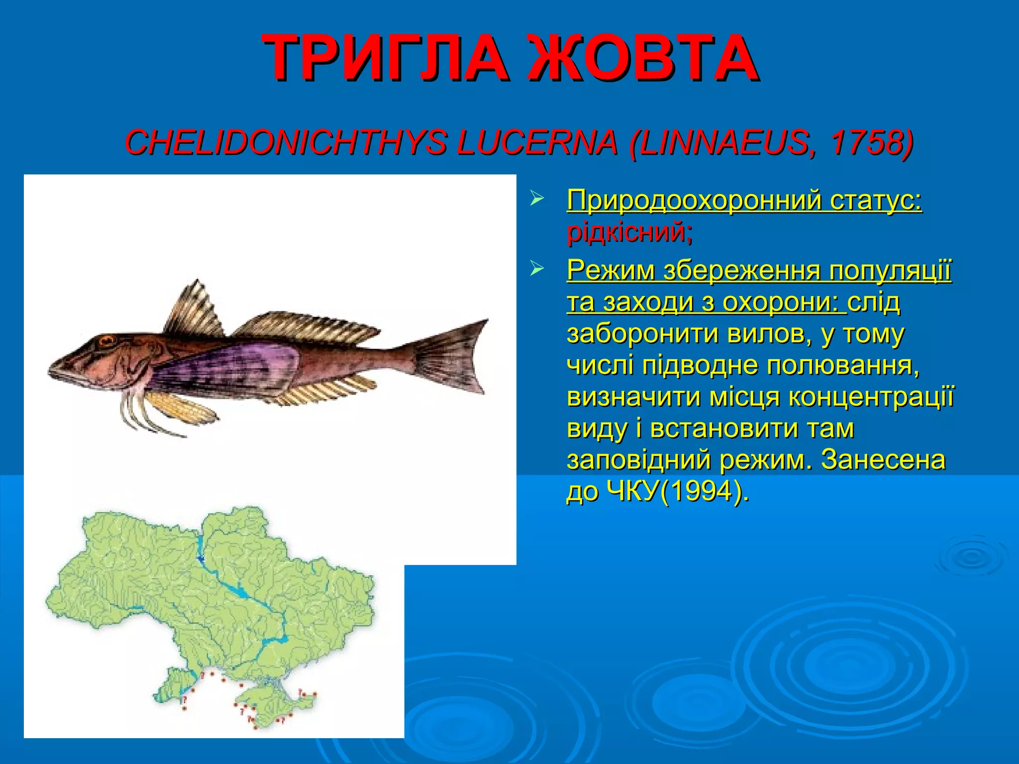ТРИГЛА ЖОВТА
CHELIDONICHTHYS LUCERNА (LINNAEUS, 1758)
                     Природоохоронний статус:
                      рідкісний;
                     Режим збереження популяції
                      та заходи з охорони: слід
                      заборонити вилов, у тому
                      числі підводне полювання,
                      визначити місця концентрації
                      виду і встановити там
                      заповідний режим. Занесена
                      до ЧКУ(1994).
 