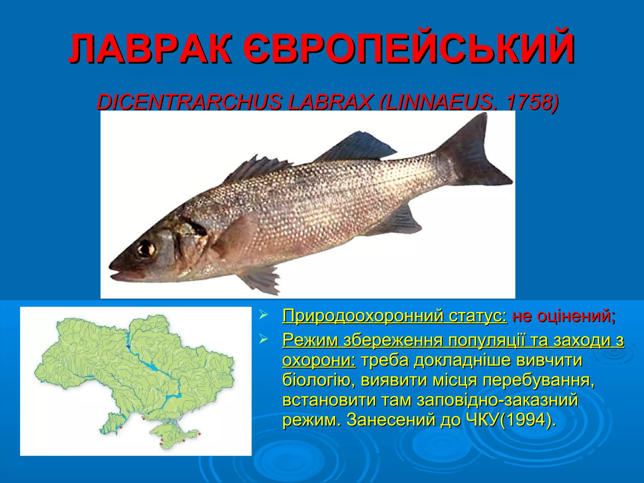 ЛАВРАК ЄВРОПЕЙСЬКИЙ
 DICENTRARCHUS LABRAX (LINNAEUS, 1758)




              Природоохоронний статус: не оцінений;
              Режим збереження популяції та заходи з
               охорони: треба докладніше вивчити
               біологію, виявити місця перебування,
               встановити там заповідно-заказний
               режим. Занесений до ЧКУ(1994).
 