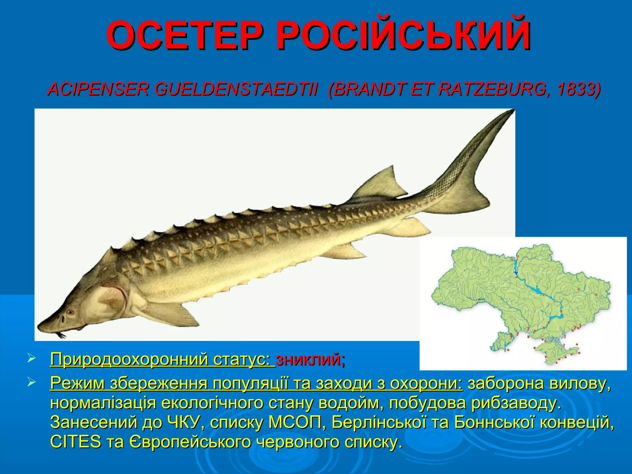 ОСЕТЕР РОСІЙСЬКИЙ
    ACIPENSER GUELDENSTAEDTII (BRANDT ET RATZEBURG, 1833)




 Природоохоронний статус: зниклий;
 Режим збереження популяції та заходи з охорони: заборона вилову,
  нормалізація екологічного стану водойм, побудова рибзаводу.
  Занесений до ЧКУ, списку МСОП, Берлінської та Боннської конвецій,
  CITES та Європейського червоного списку.
 