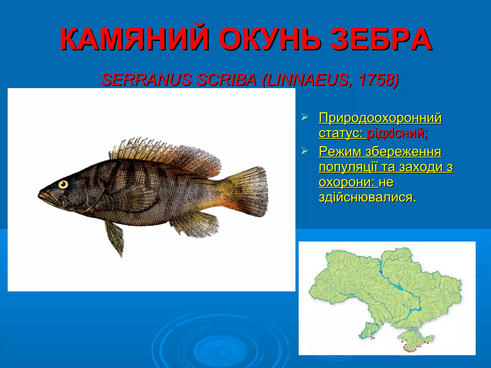 КАМЯНИЙ ОКУНЬ ЗЕБРА
  SERRANUS SCRIBA (LINNAEUS, 1758)

                        Природоохоронний
                         статус: рідкісний;
                        Режим збереження
                         популяції та заходи з
                         охорони: не
                         здійснювалися.
 