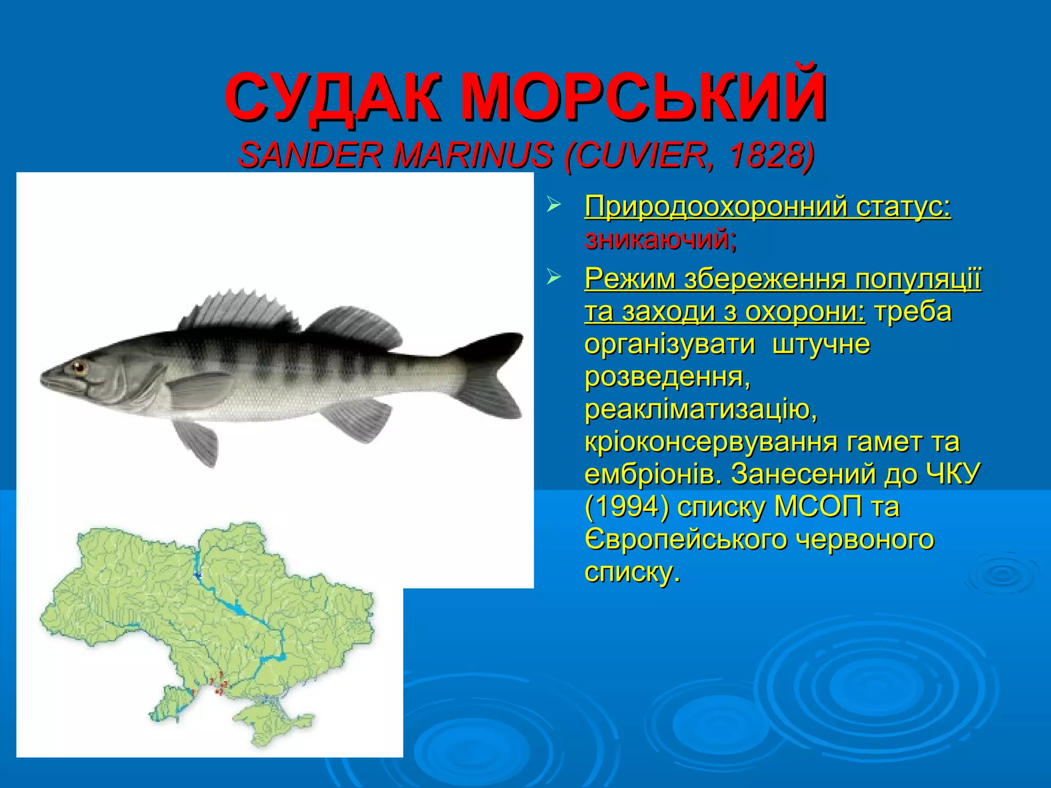 СУДАК МОРСЬКИЙ
SANDER MARINUS (CUVIER, 1828)
                Природоохоронний статус:
                 зникаючий;
                Режим збереження популяції
                 та заходи з охорони: треба
                 організувати штучне
                 розведення,
                 реакліматизацію,
                 кріоконсервування гамет та
                 ембріонів. Занесений до ЧКУ
                 (1994) списку МСОП та
                 Європейського червоного
                 списку.
 