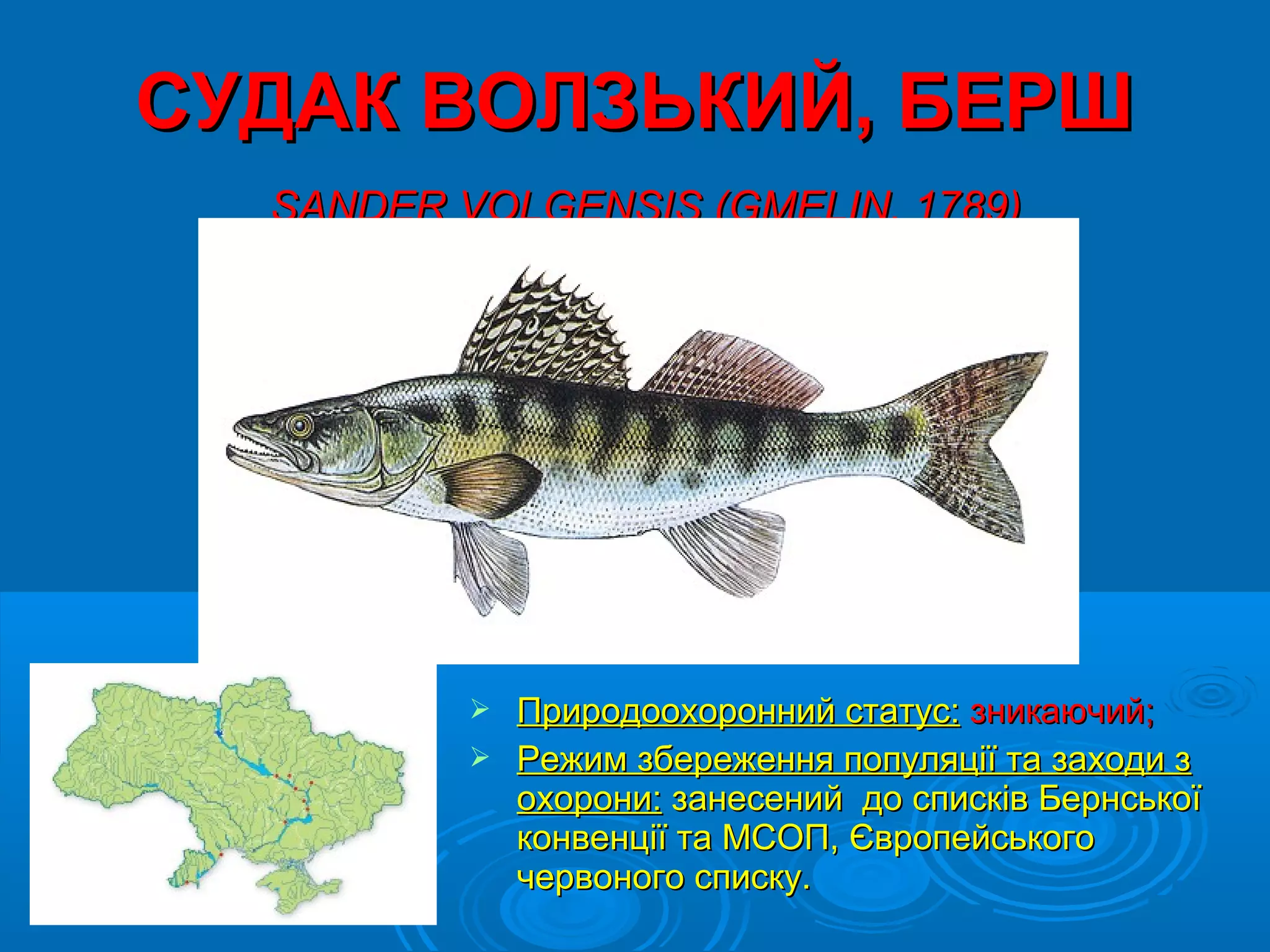 СУДАК ВОЛЗЬКИЙ, БЕРШ
  SANDER VOLGENSIS (GMELIN, 1789)




           Природоохоронний статус: зникаючий;
           Режим збереження популяції та заходи з
            охорони: занесений до списків Бернської
            конвенції та МСОП, Європейського
            червоного списку.
 