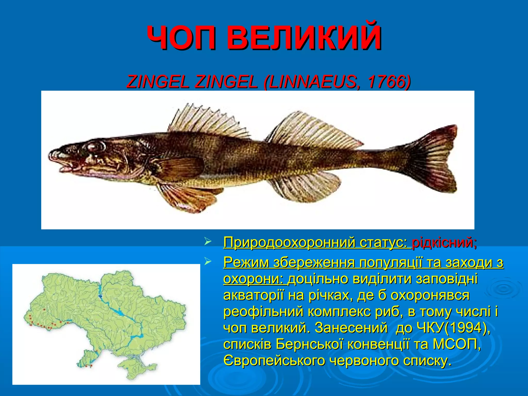 ЧОП ВЕЛИКИЙ
ZINGEL ZINGEL (LINNAEUS, 1766)




         Природоохоронний статус: рідкісний;
         Режим збереження популяції та заходи з
          охорони: доцільно виділити заповідні
          акваторії на річках, де б охоронявся
          реофільний комплекс риб, в тому числі і
          чоп великий. Занесений до ЧКУ(1994),
          списків Бернської конвенції та МСОП,
          Європейського червоного списку.
 