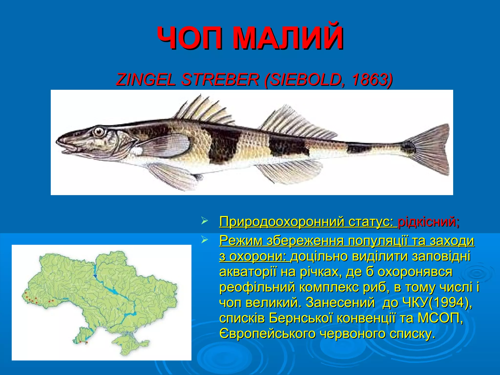ЧОП МАЛИЙ
ZINGEL STREBER (SIEBOLD, 1863)




          Природоохоронний статус: рідкісний;
          Режим збереження популяції та заходи
           з охорони: доцільно виділити заповідні
           акваторії на річках, де б охоронявся
           реофільний комплекс риб, в тому числі і
           чоп великий. Занесений до ЧКУ(1994),
           списків Бернської конвенції та МСОП,
           Європейського червоного списку.
 