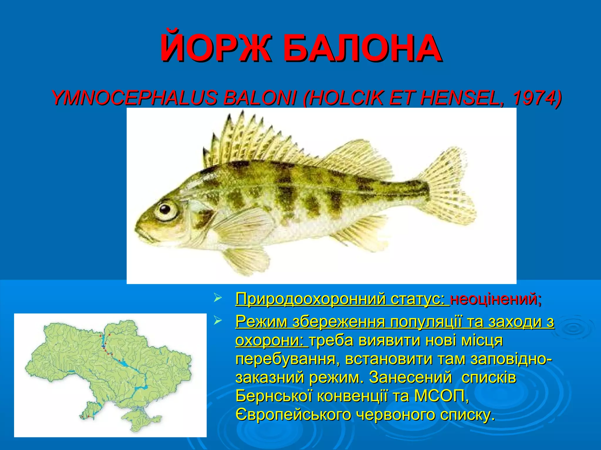 ЙОРЖ БАЛОНА
YMNOCEPHALUS BALONI (HOLCIK ET HENSEL, 1974)




              Природоохоронний статус: неоцінений;
              Режим збереження популяції та заходи з
               охорони: треба виявити нові місця
               перебування, встановити там заповідно-
               заказний режим. Занесений списків
               Бернської конвенції та МСОП,
               Європейського червоного списку.
 