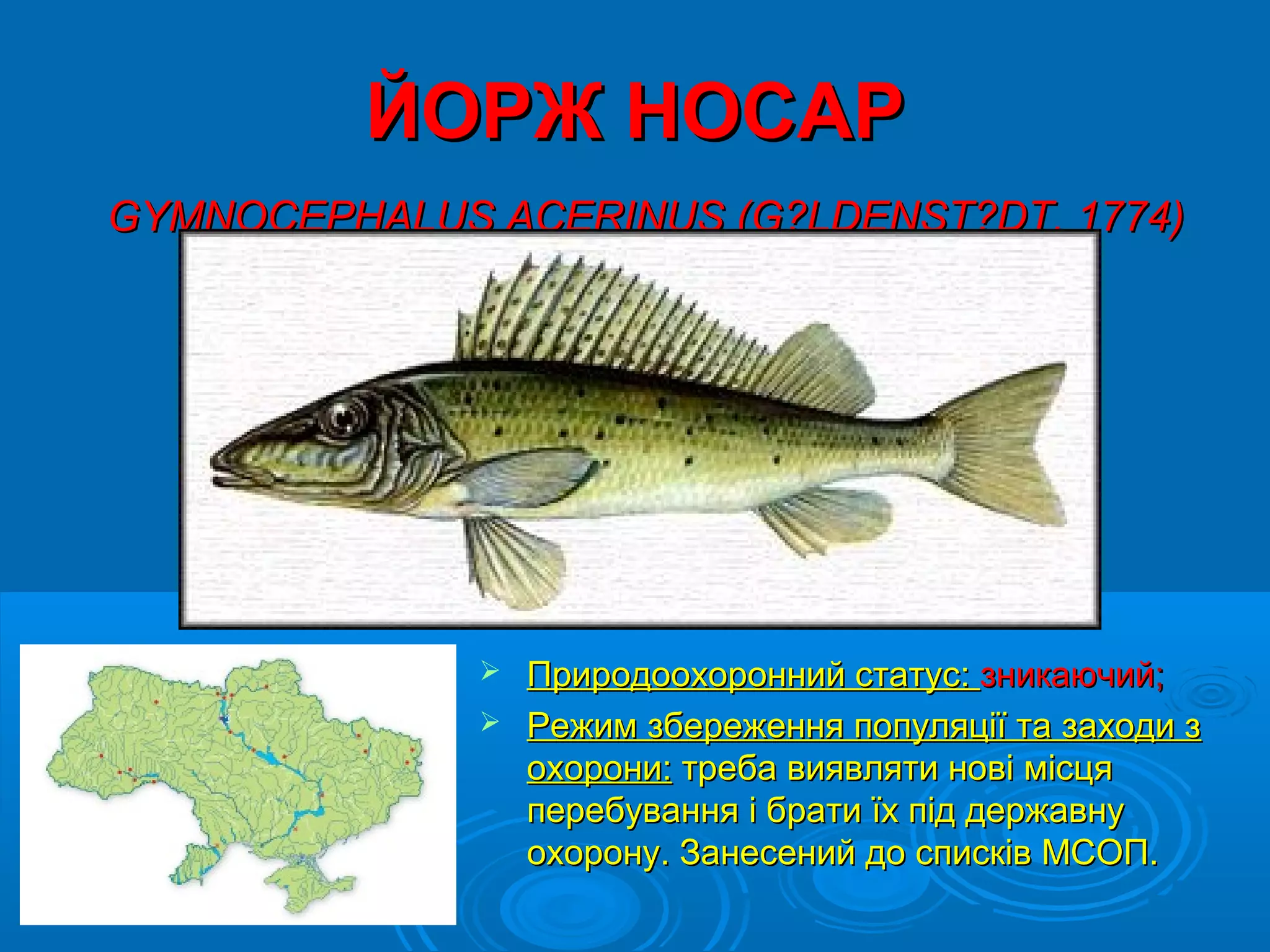 ЙОРЖ НОСАР
GYMNOCEPHALUS ACERINUS (G?LDENST?DT, 1774)




               Природоохоронний статус: зникаючий;
               Режим збереження популяції та заходи з
                охорони: треба виявляти нові місця
                перебування і брати їх під державну
                охорону. Занесений до списків МСОП.
 