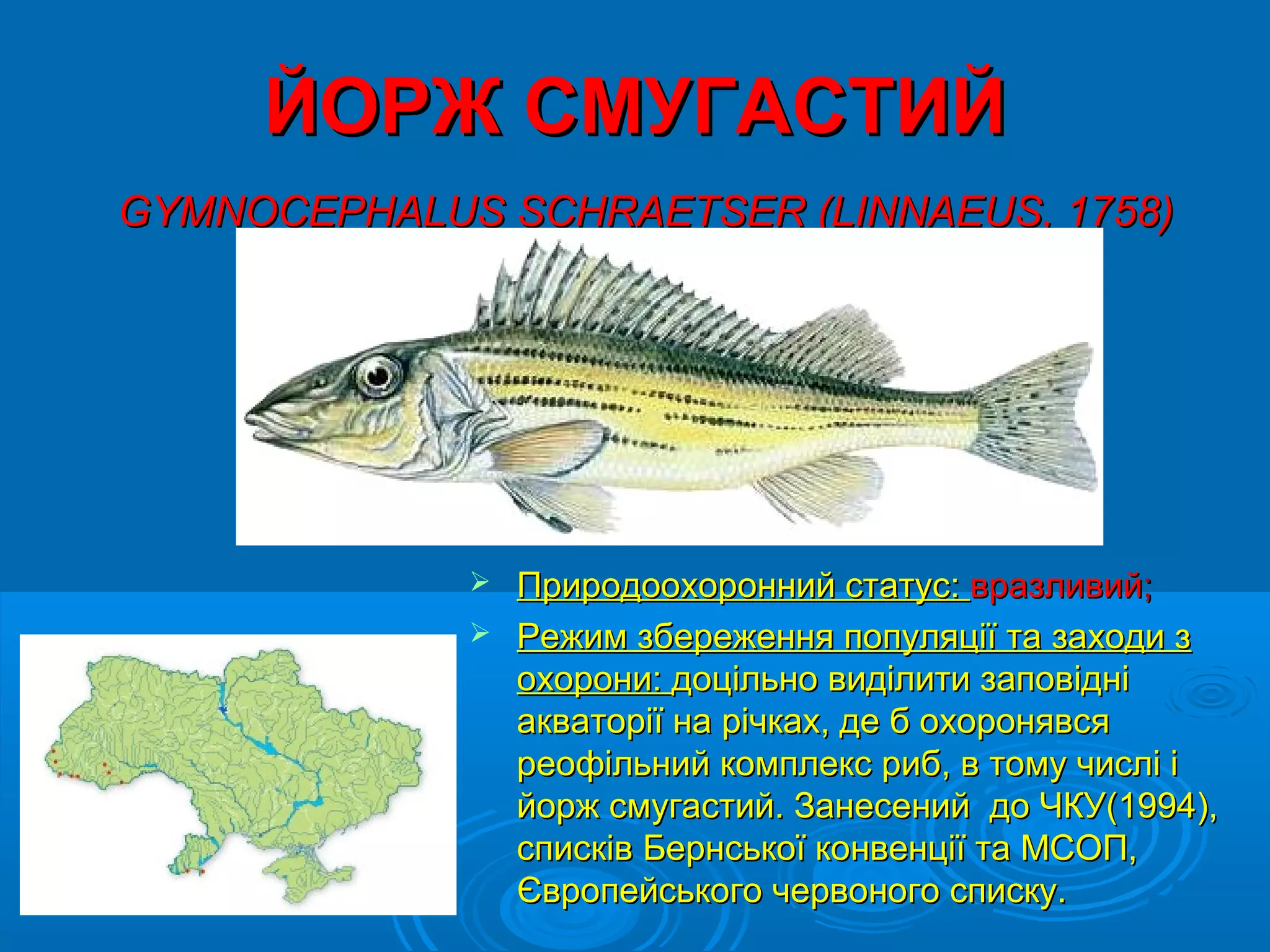 ЙОРЖ СМУГАСТИЙ
GYMNOCEPHALUS SCHRAETSER (LINNAEUS, 1758)




              Природоохоронний статус: вразливий;
              Режим збереження популяції та заходи з
               охорони: доцільно виділити заповідні
               акваторії на річках, де б охоронявся
               реофільний комплекс риб, в тому числі і
               йорж смугастий. Занесений до ЧКУ(1994),
               списків Бернської конвенції та МСОП,
               Європейського червоного списку.
 