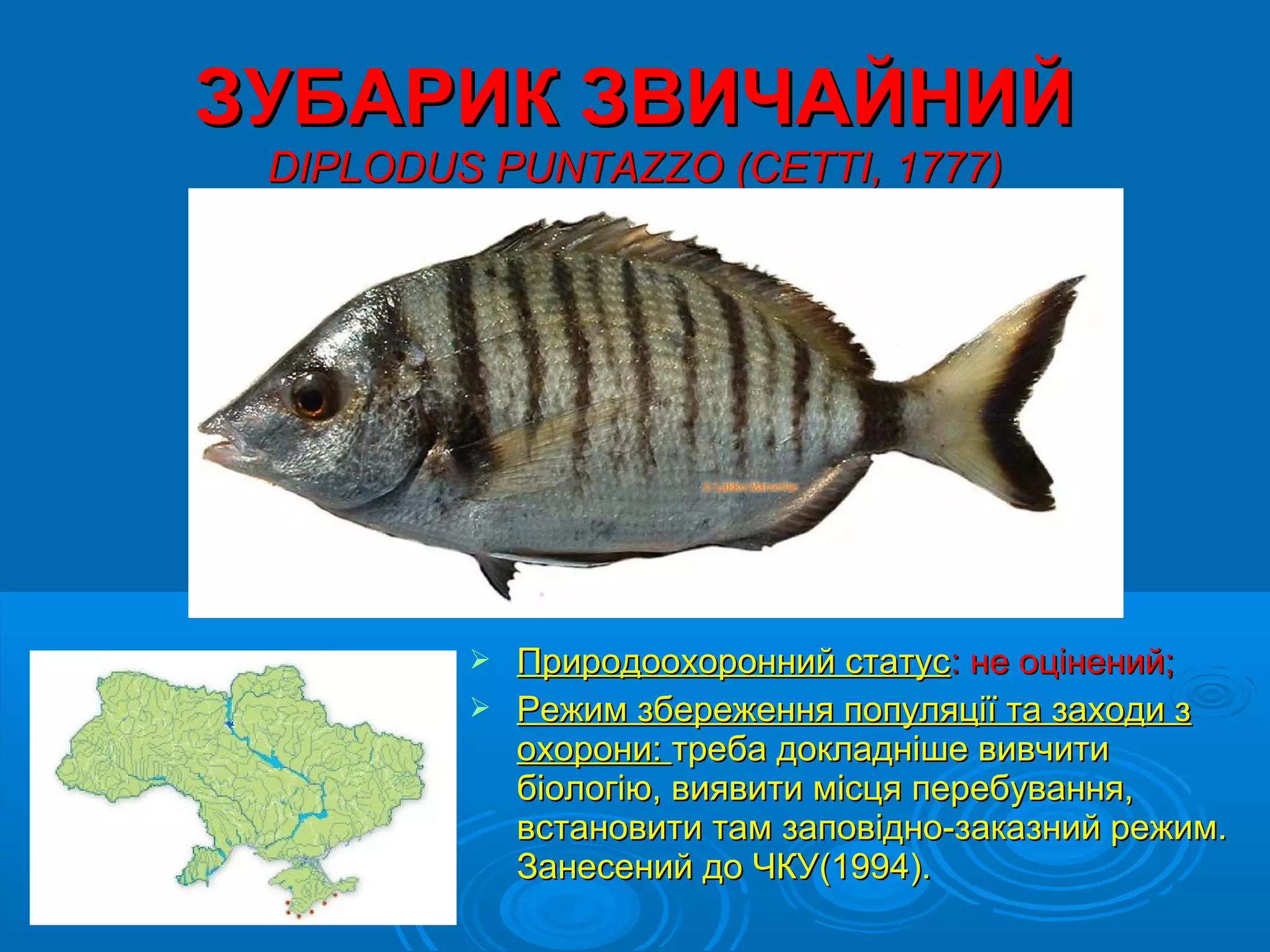 ЗУБАРИК ЗВИЧАЙНИЙ
 DIPLODUS PUNTAZZO (CETTI, 1777)




          Природоохоронний статус: не оцінений;
          Режим збереження популяції та заходи з
           охорони: треба докладніше вивчити
           біологію, виявити місця перебування,
           встановити там заповідно-заказний режим.
           Занесений до ЧКУ(1994).
 