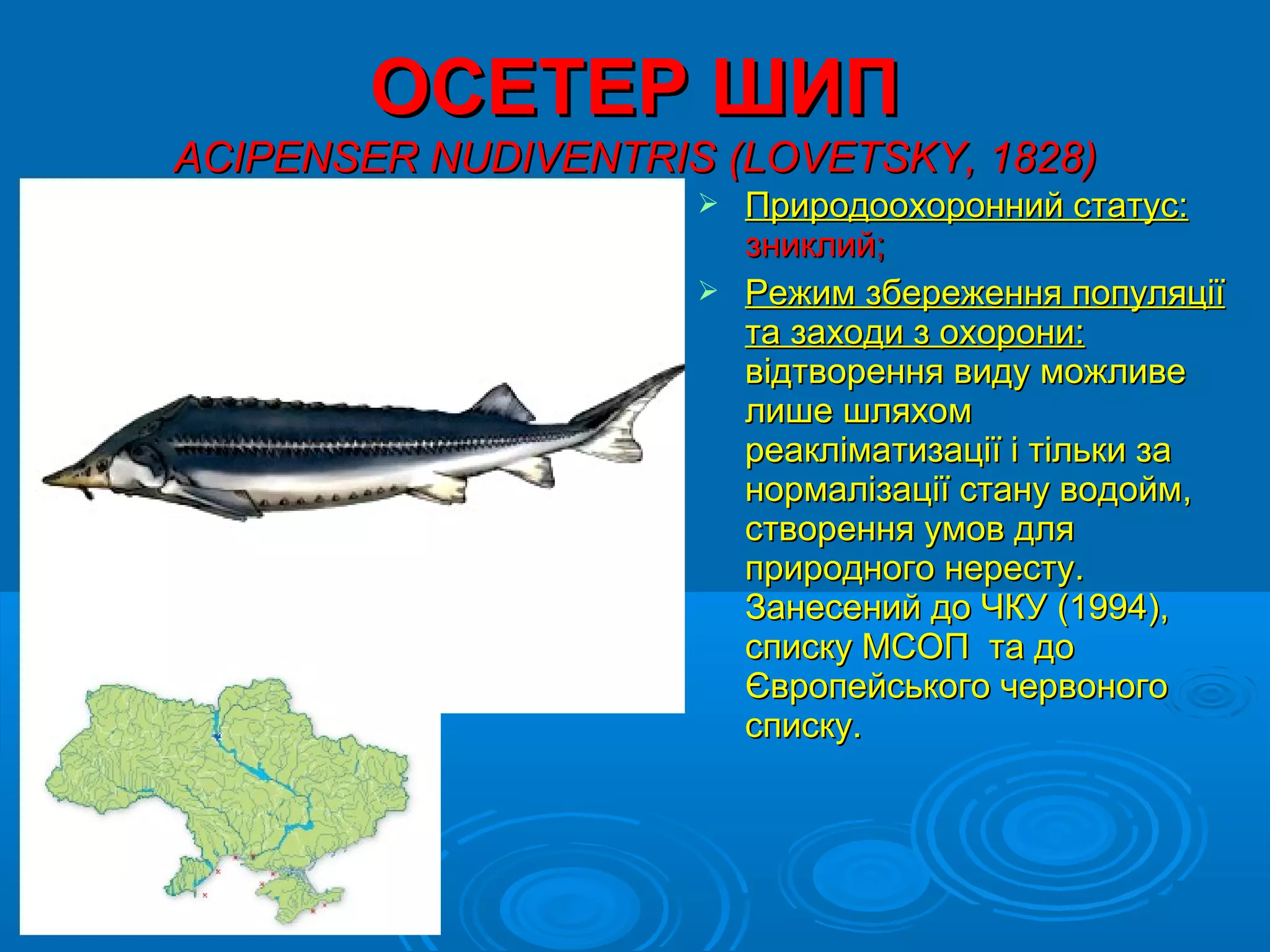 ОСЕТЕР ШИП
ACIPENSER NUDIVENTRIS (LOVETSKY, 1828)
                      Природоохоронний статус:
                       зниклий;
                      Режим збереження популяції
                       та заходи з охорони:
                       відтворення виду можливе
                       лише шляхом
                       реакліматизації і тільки за
                       нормалізації стану водойм,
                       створення умов для
                       природного нересту.
                       Занесений до ЧКУ (1994),
                       списку МСОП та до
                       Європейського червоного
                       списку.
 