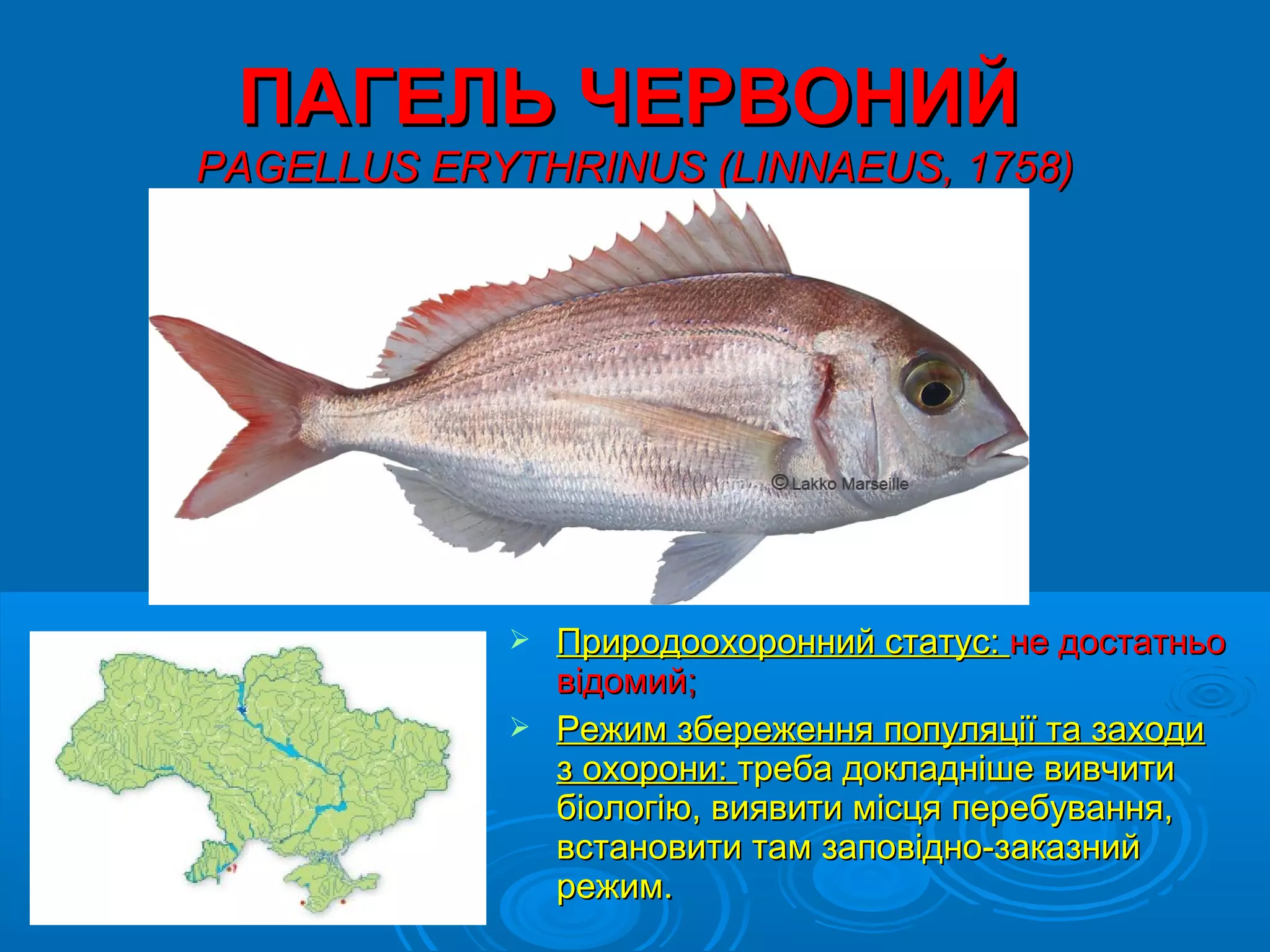 ПАГЕЛЬ ЧЕРВОНИЙ
PAGELLUS ERYTHRINUS (LINNAEUS, 1758)




             Природоохоронний статус: не достатньо
              відомий;
             Режим збереження популяції та заходи
              з охорони: треба докладніше вивчити
              біологію, виявити місця перебування,
              встановити там заповідно-заказний
              режим.
 