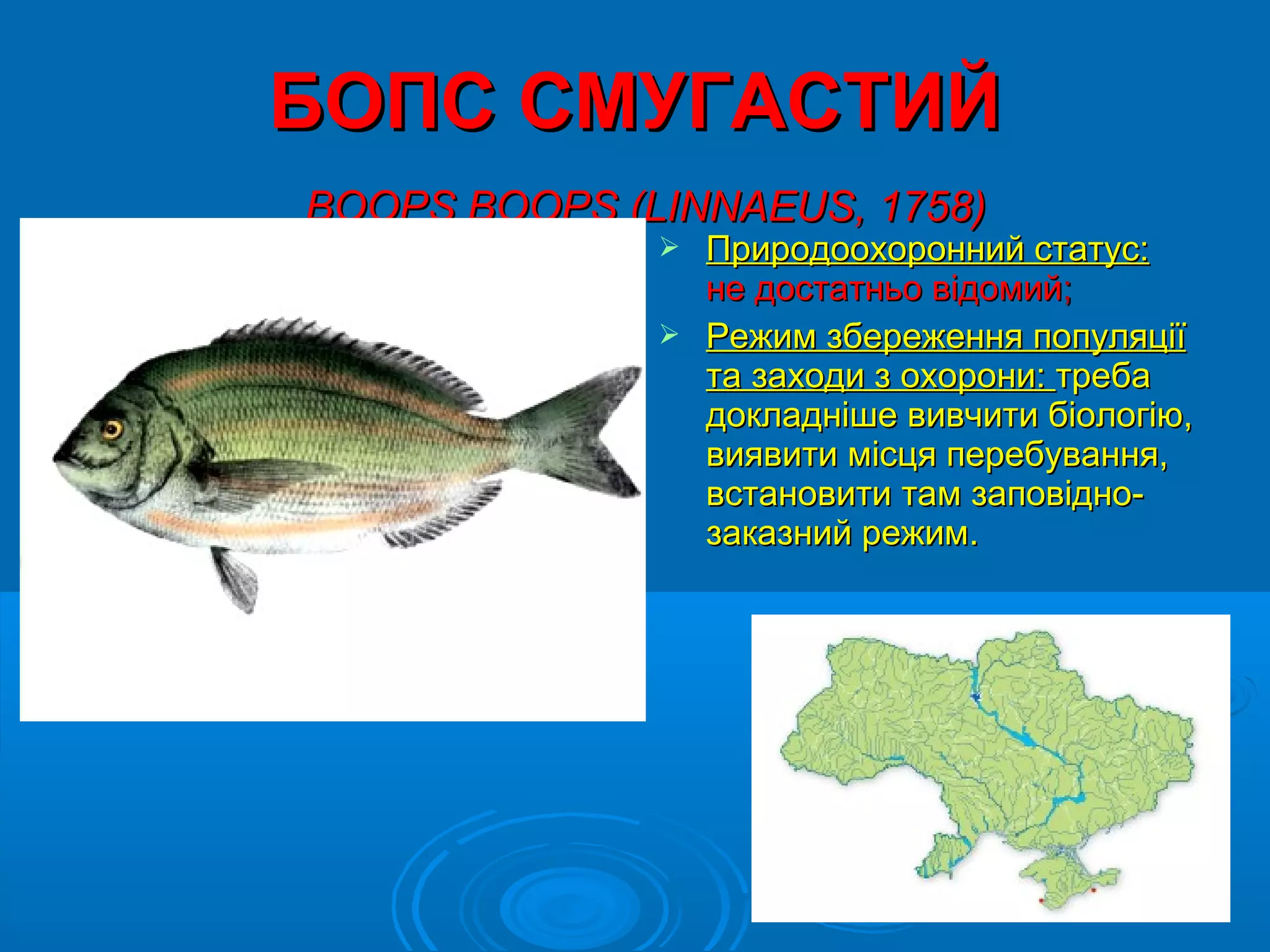 БОПС СМУГАСТИЙ
BOOPS BOOPS (LINNAEUS, 1758)
               Природоохоронний статус:
                не достатньо відомий;
               Режим збереження популяції
                та заходи з охорони: треба
                докладніше вивчити біологію,
                виявити місця перебування,
                встановити там заповідно-
                заказний режим.
 
