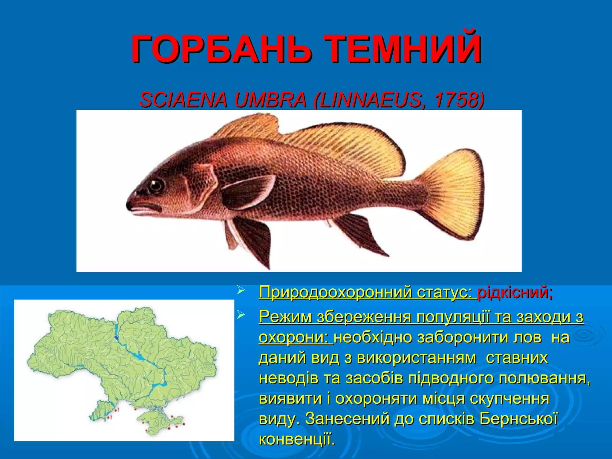 ГОРБАНЬ ТЕМНИЙ
SCIAENA UMBRA (LINNAEUS, 1758)




         Природоохоронний статус: рідкісний;
         Режим збереження популяції та заходи з
          охорони: необхідно заборонити лов на
          даний вид з використанням ставних
          неводів та засобів підводного полювання,
          виявити і охороняти місця скупчення
          виду. Занесений до списків Бернської
          конвенції.
 