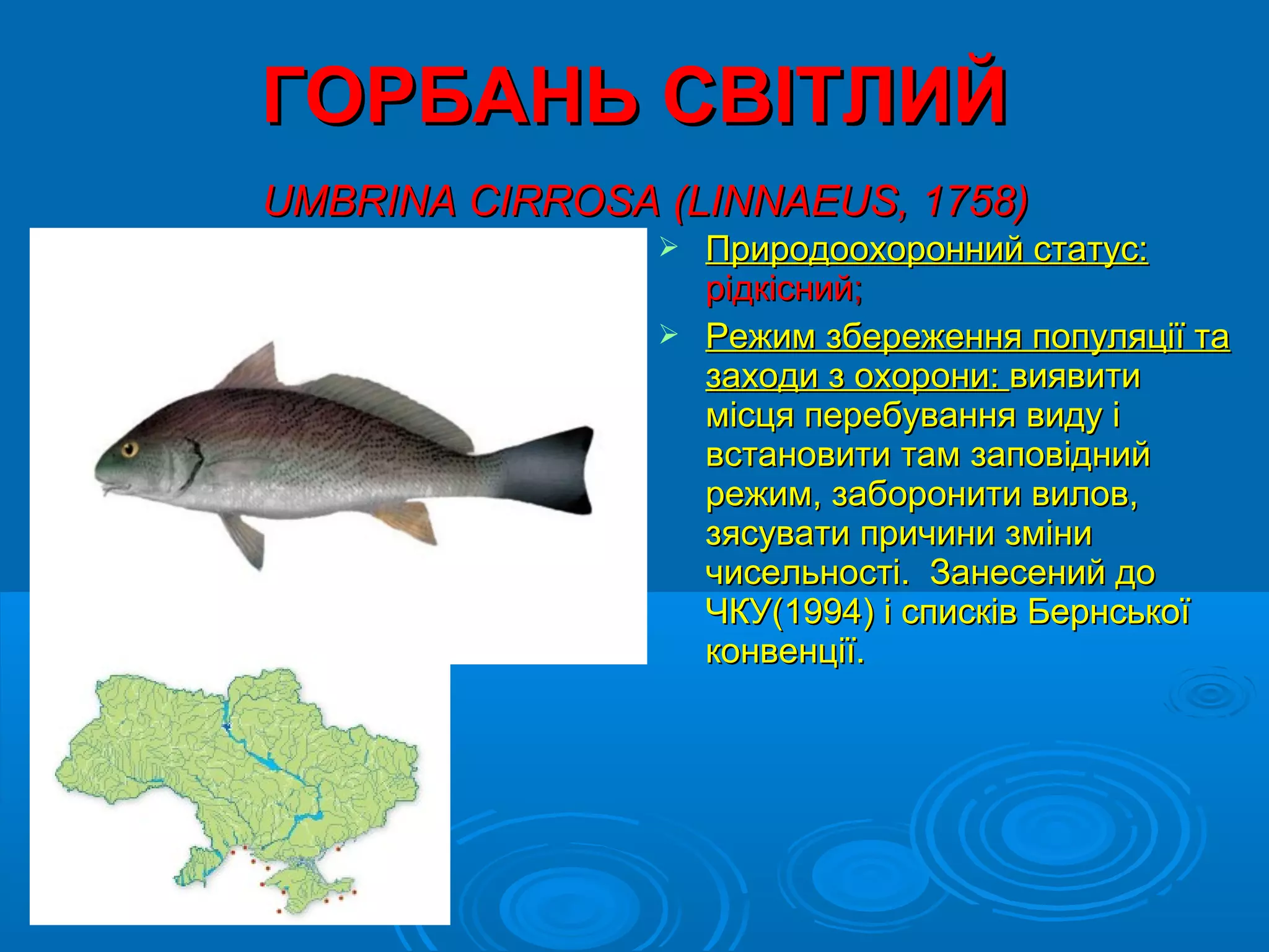 ГОРБАНЬ СВІТЛИЙ
UMBRINA CIRROSA (LINNAEUS, 1758)
                 Природоохоронний статус:
                  рідкісний;
                 Режим збереження популяції та
                  заходи з охорони: виявити
                  місця перебування виду і
                  встановити там заповідний
                  режим, заборонити вилов,
                  зясувати причини зміни
                  чисельності. Занесений до
                  ЧКУ(1994) і списків Бернської
                  конвенції.
 