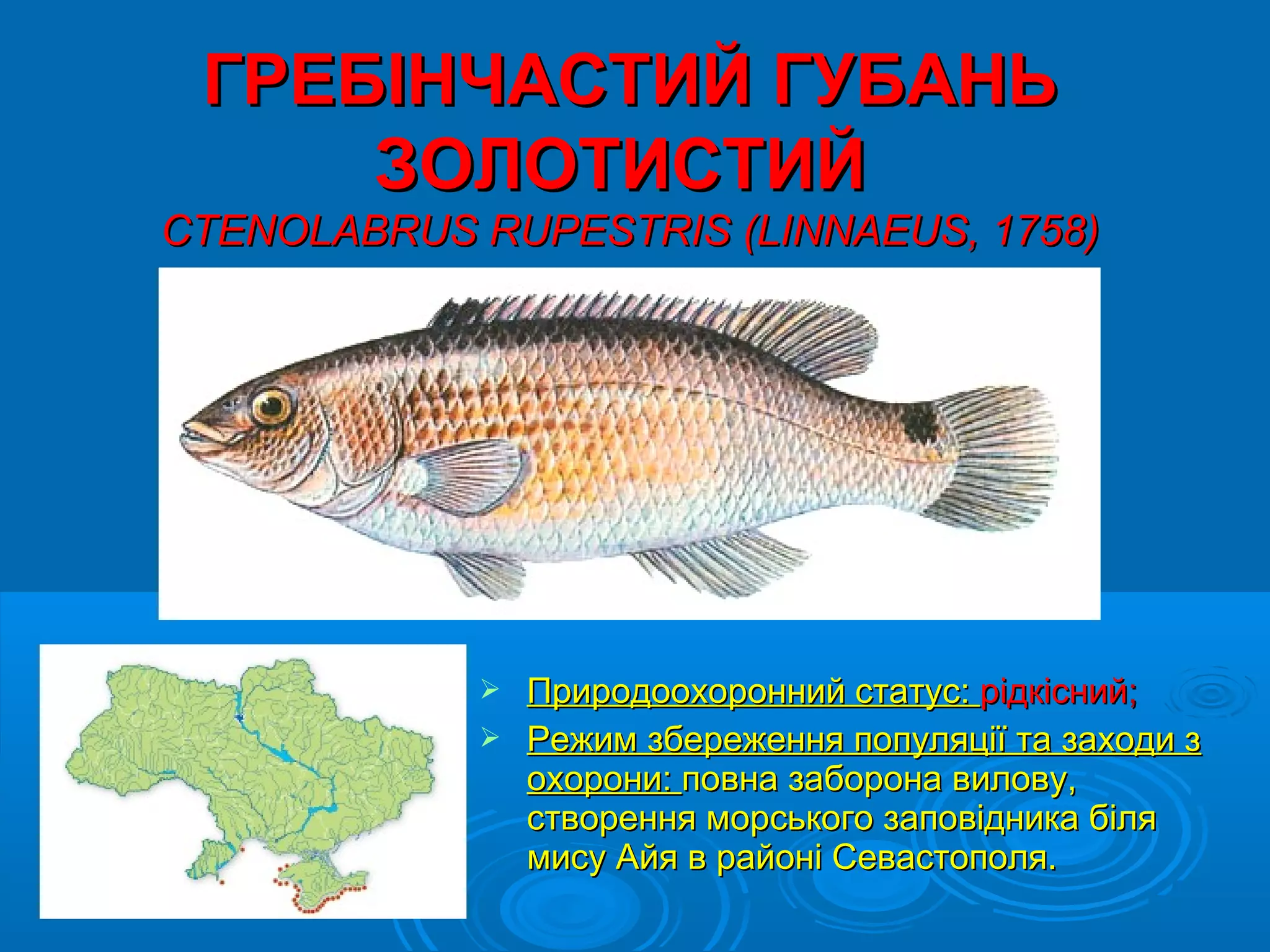 ГРЕБІНЧАСТИЙ ГУБАНЬ
     ЗОЛОТИСТИЙ
CTENOLABRUS RUPESTRIS (LINNAEUS, 1758)




             Природоохоронний статус: рідкісний;
             Режим збереження популяції та заходи з
              охорони: повна заборона вилову,
              створення морського заповідника біля
              мису Айя в районі Севастополя.
 