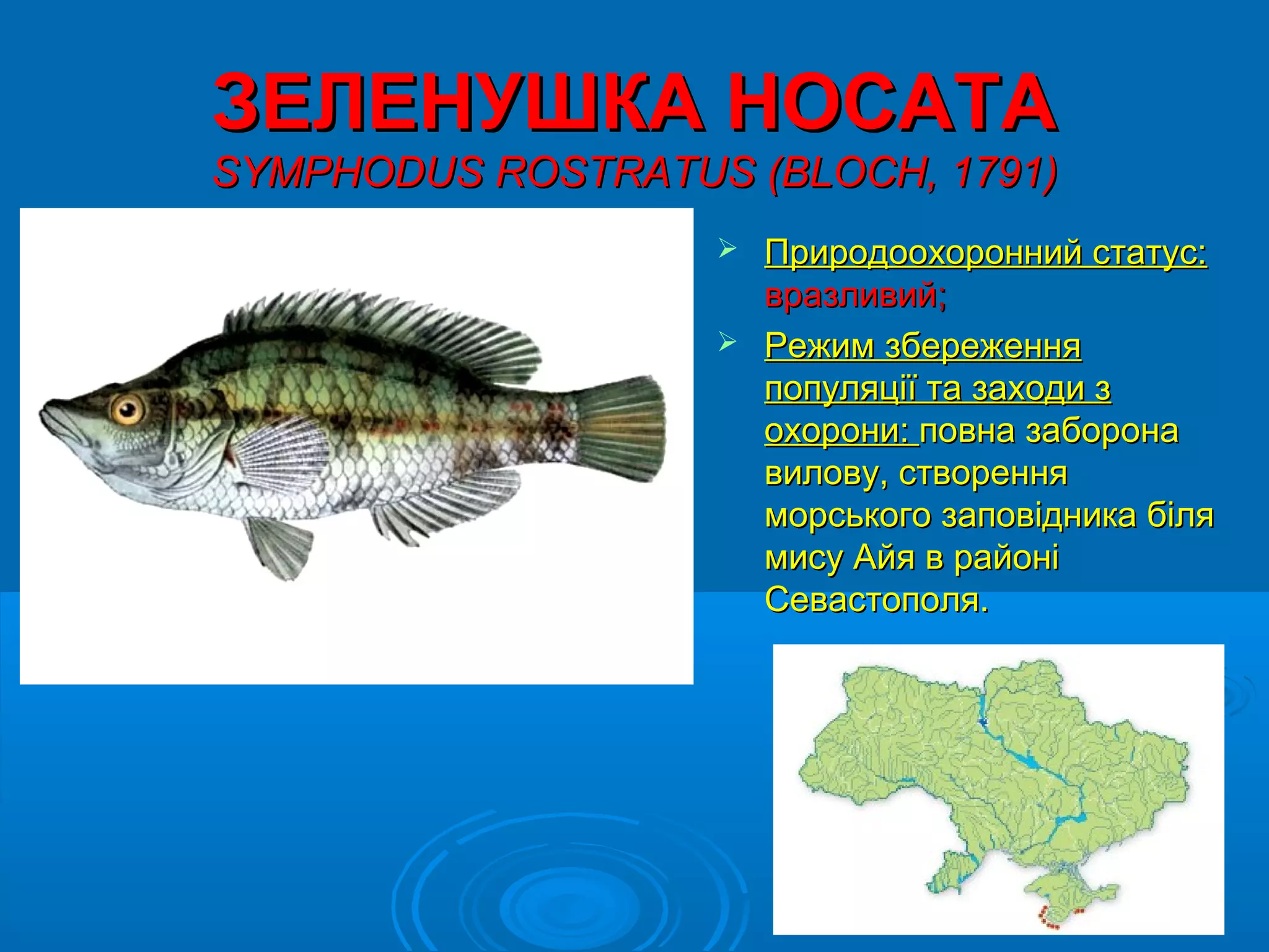 ЗЕЛЕНУШКА НОСАТА
SYMPHODUS ROSTRATUS (BLOCH, 1791)
                    Природоохоронний статус:
                     вразливий;
                    Режим збереження
                     популяції та заходи з
                     охорони: повна заборона
                     вилову, створення
                     морського заповідника біля
                     мису Айя в районі
                     Севастополя.
 
