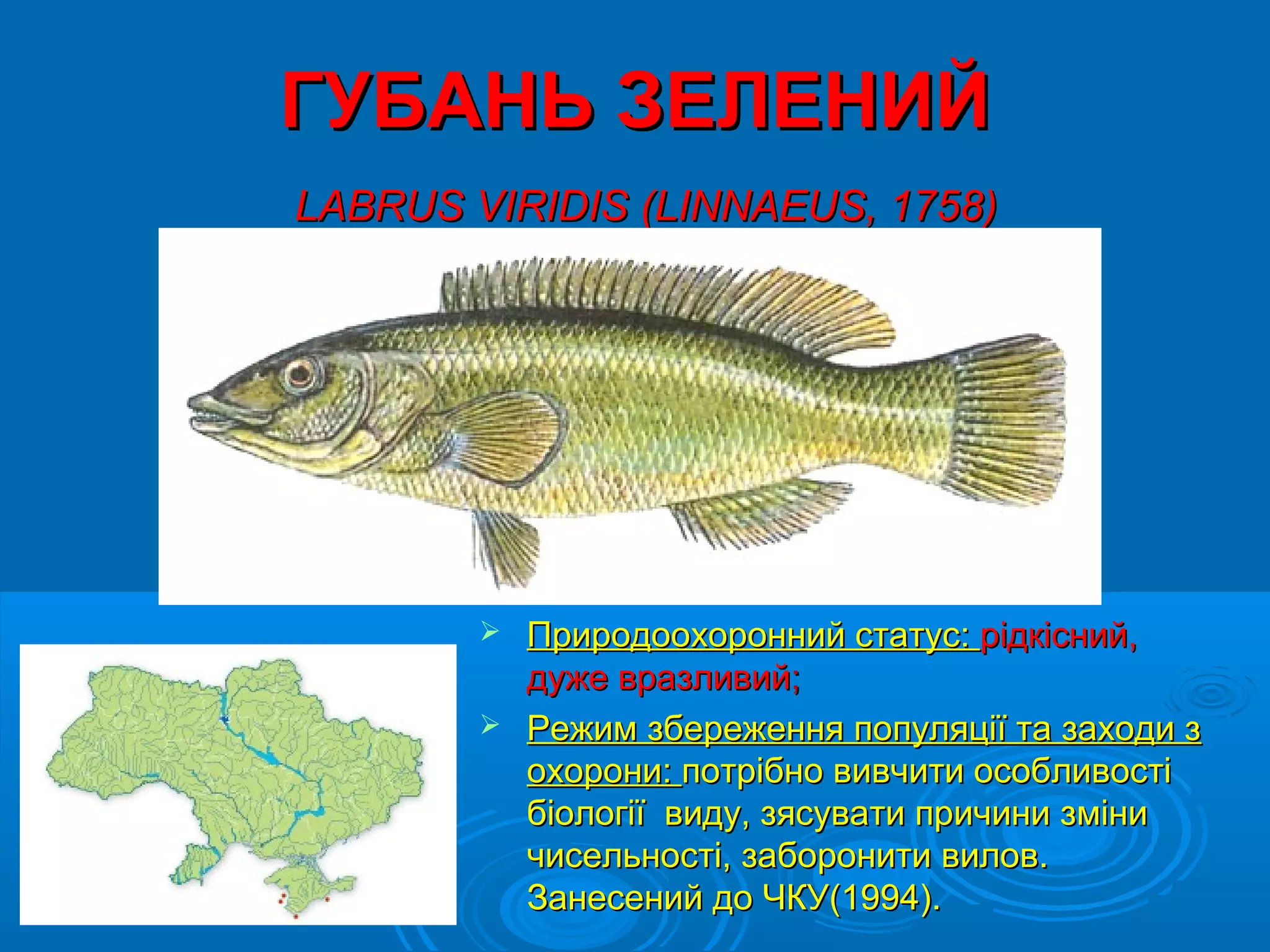 ГУБАНЬ ЗЕЛЕНИЙ
LABRUS VIRIDIS (LINNAEUS, 1758)




         Природоохоронний статус: рідкісний,
          дуже вразливий;
         Режим збереження популяції та заходи з
          охорони: потрібно вивчити особливості
          біології виду, зясувати причини зміни
          чисельності, заборонити вилов.
          Занесений до ЧКУ(1994).
 