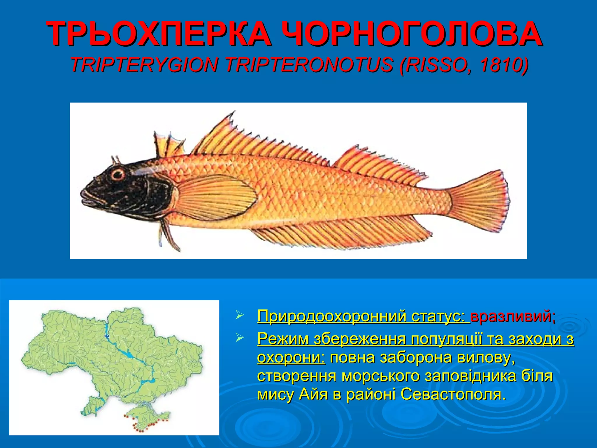ТРЬОХПЕРКА ЧОРНОГОЛОВА
 TRIPTERYGІON TRIPTERONOTUS (RISSO, 1810)




                Природоохоронний статус: вразливий;
                Режим збереження популяції та заходи з
                 охорони: повна заборона вилову,
                 створення морського заповідника біля
                 мису Айя в районі Севастополя.
 
