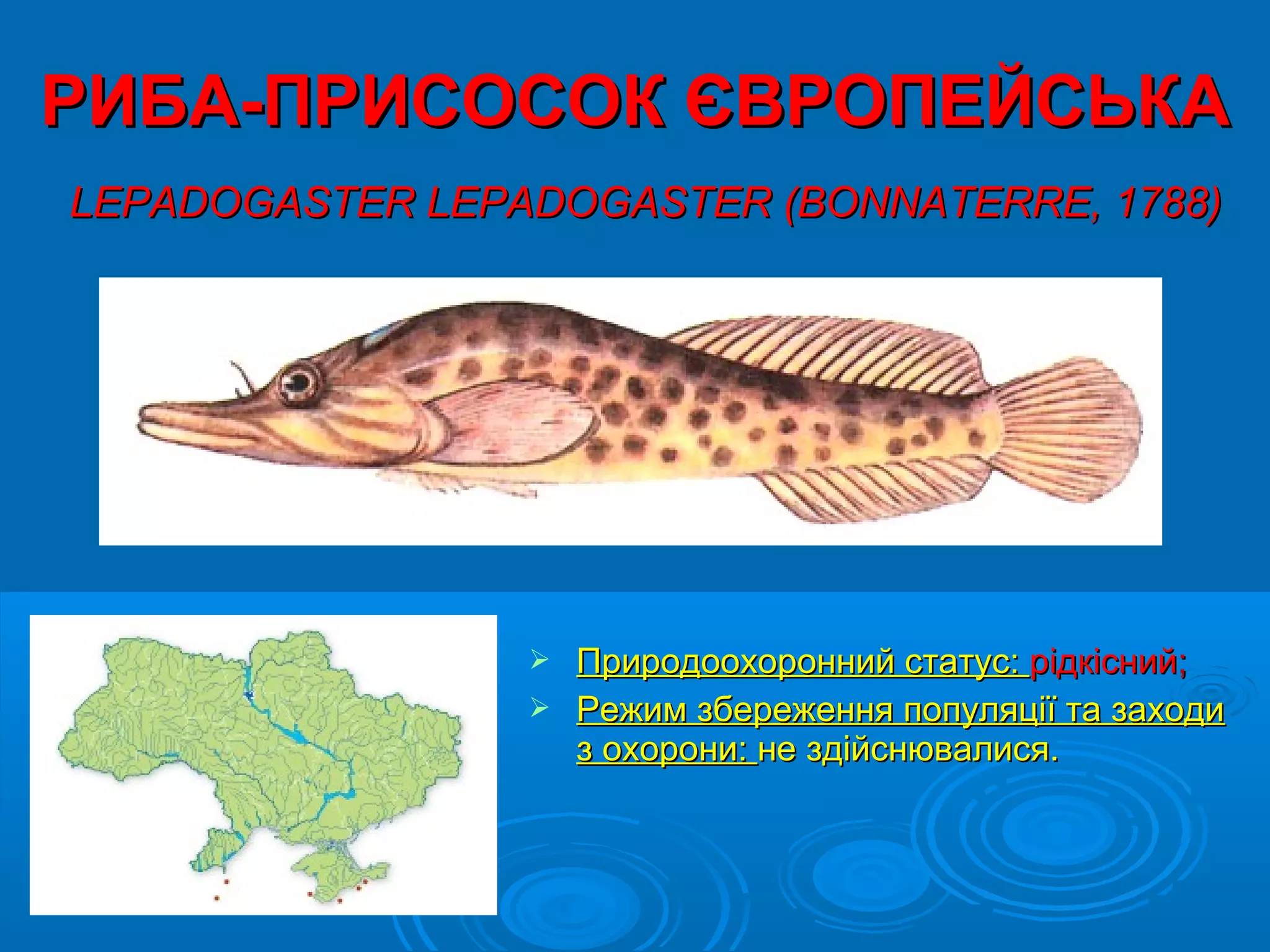 РИБА-ПРИСОСОК ЄВРОПЕЙСЬКА
LEPADOGASTER LEPADOGASTER (BONNATERRE, 1788)




                  Природоохоронний статус: рідкісний;
                  Режим збереження популяції та заходи
                   з охорони: не здійснювалися.
 
