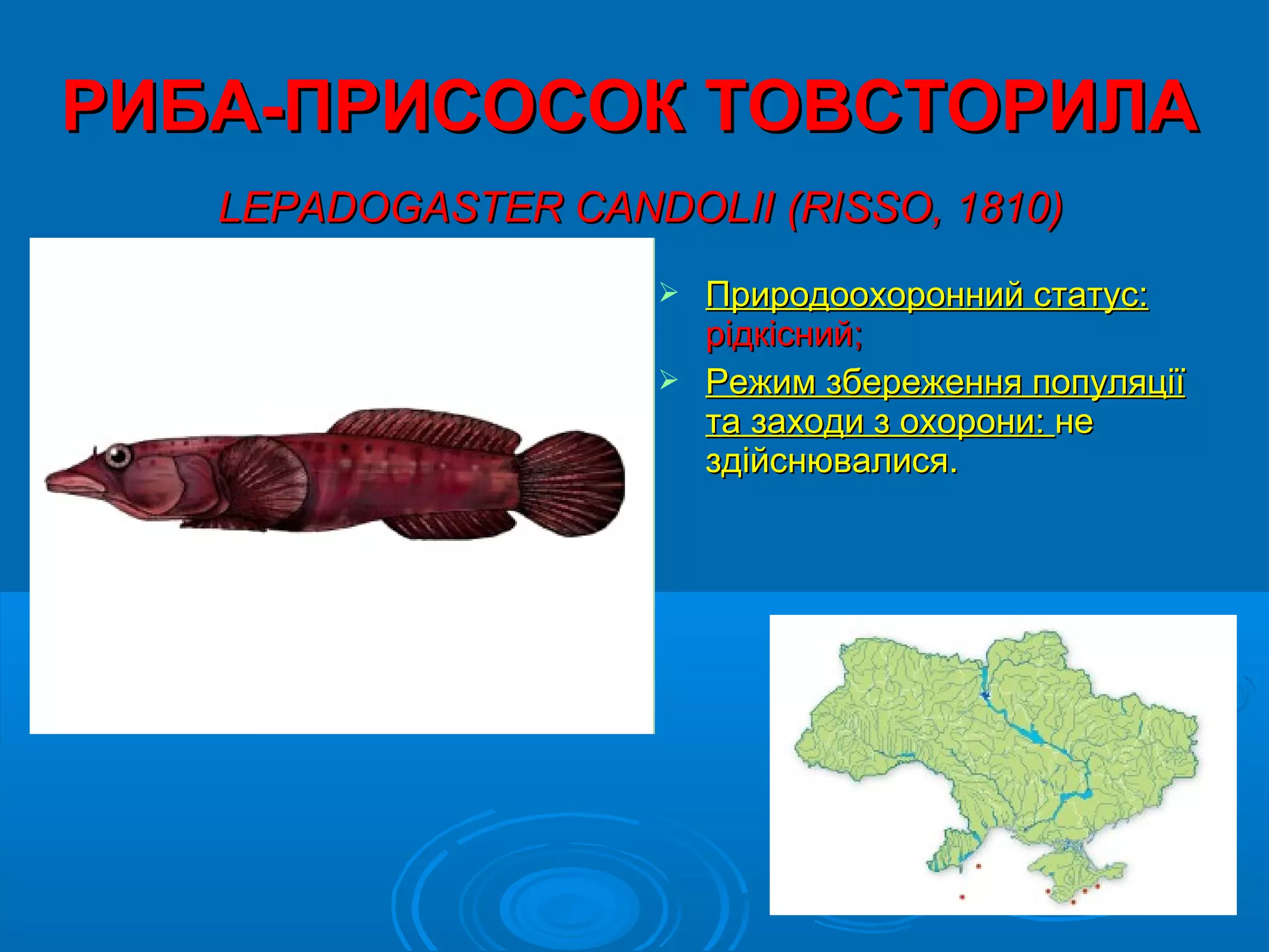 РИБА-ПРИСОСОК ТОВСТОРИЛА
   LEPADOGASTER CANDOLII (RISSO, 1810)
                      Природоохоронний статус:
                       рідкісний;
                      Режим збереження популяції
                       та заходи з охорони: не
                       здійснювалися.
 