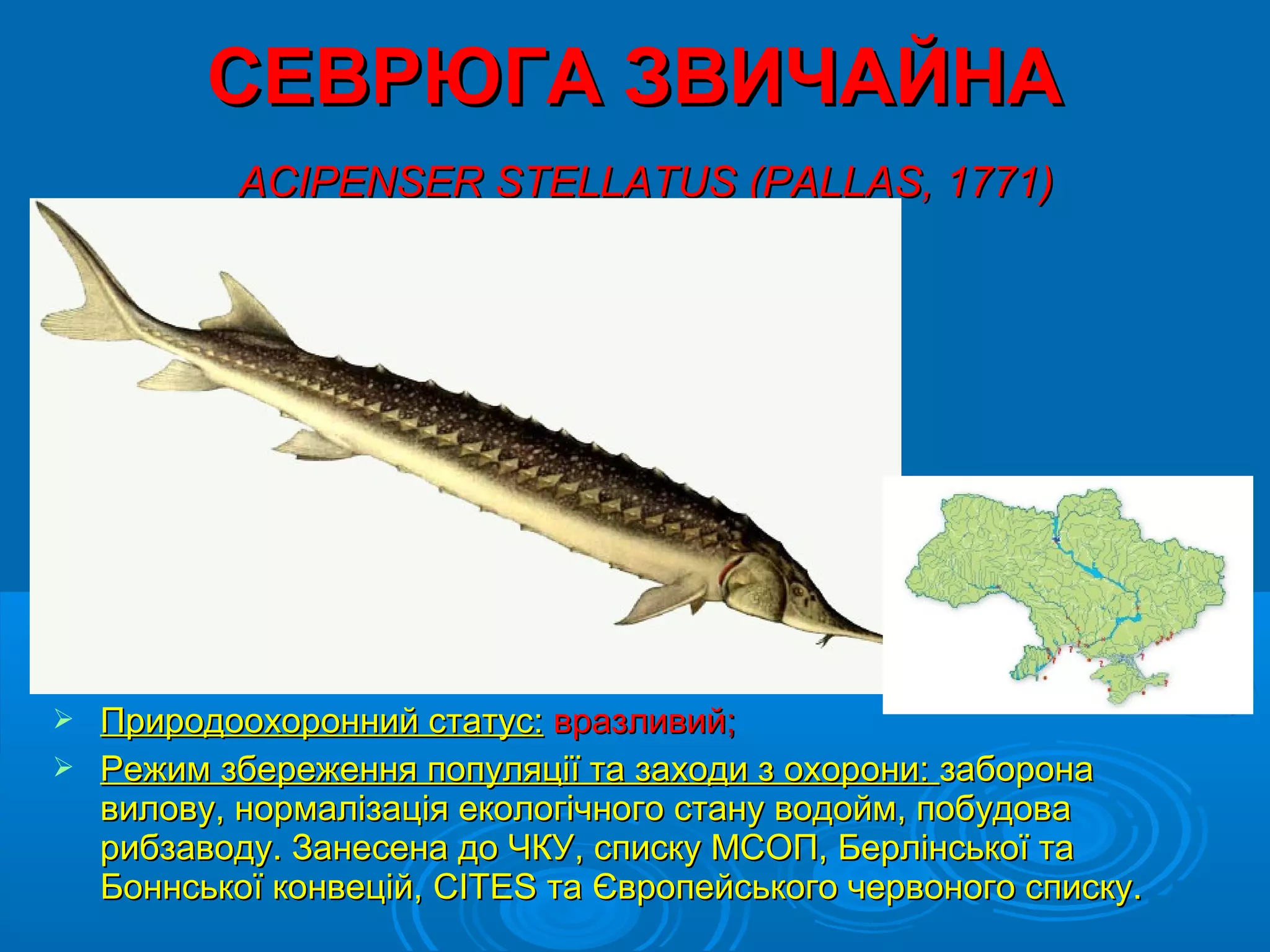 СЕВРЮГА ЗВИЧАЙНА
          ACIPENSER STELLATUS (PALLAS, 1771)




 Природоохоронний статус: вразливий;
 Режим збереження популяції та заходи з охорони: заборона
  вилову, нормалізація екологічного стану водойм, побудова
  рибзаводу. Занесена до ЧКУ, списку МСОП, Берлінської та
  Боннської конвецій, CITES та Європейського червоного списку.
 