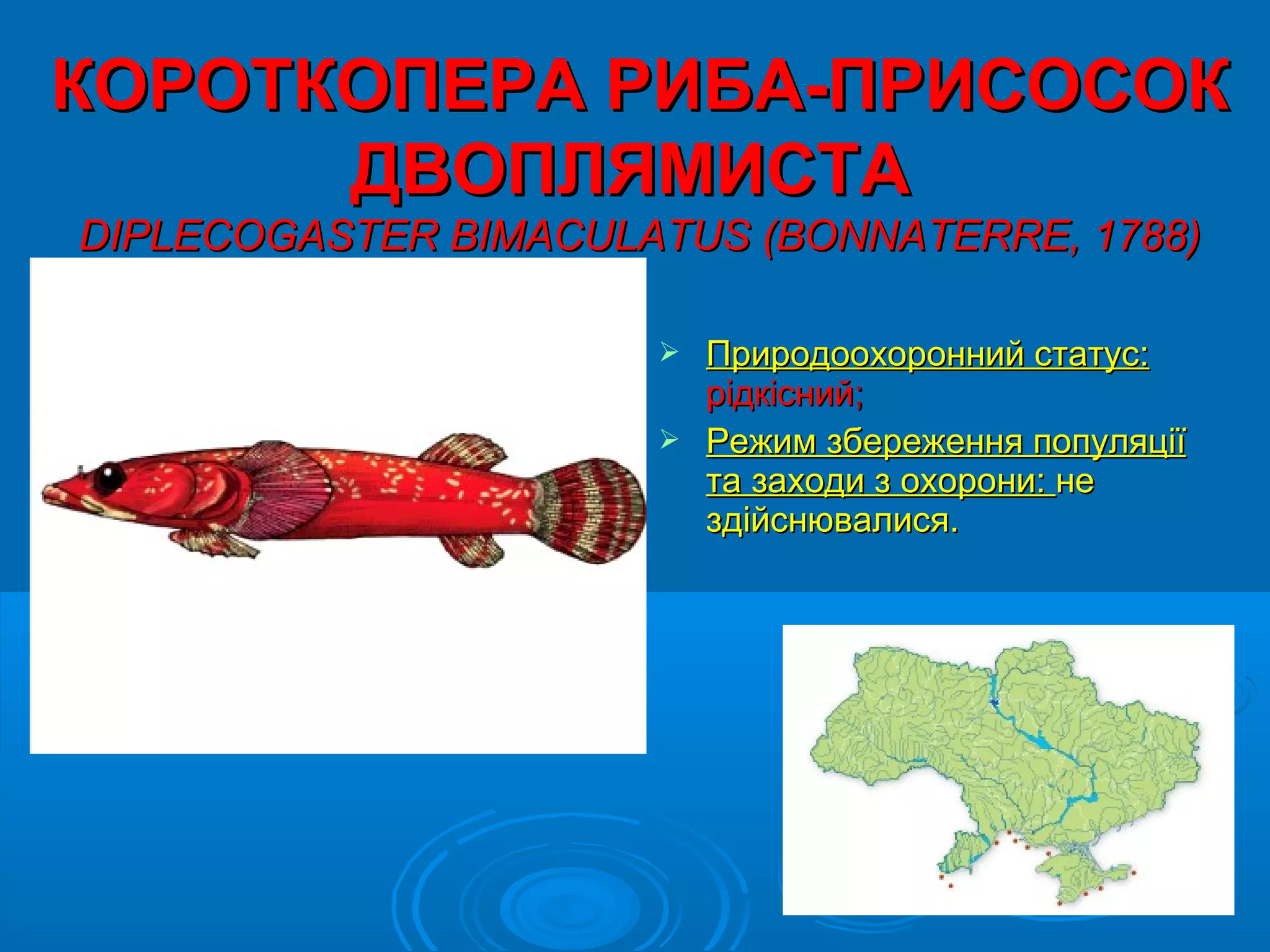 КОРОТКОПЕРА РИБА-ПРИСОСОК
      ДВОПЛЯМИСТА
DIPLECOGASTER BIMACULATUS (BONNATERRE, 1788)

                       Природоохоронний статус:
                        рідкісний;
                       Режим збереження популяції
                        та заходи з охорони: не
                        здійснювалися.
 
