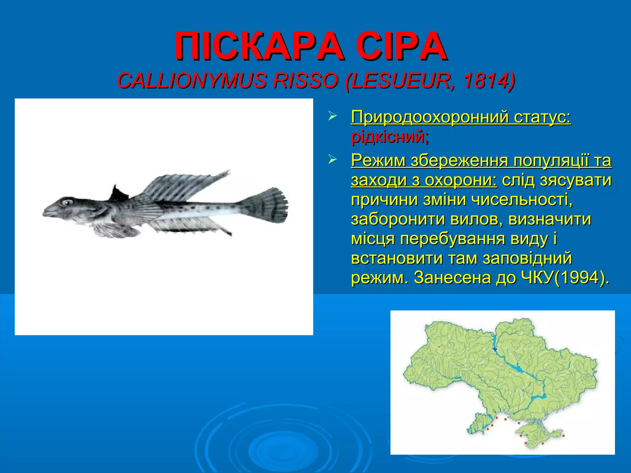 ПІСКАРА СІРА
CALLIONYMUS RISSO (LESUEUR, 1814)
                  Природоохоронний статус:
                   рідкісний;
                  Режим збереження популяції та
                   заходи з охорони: слід зясувати
                   причини зміни чисельності,
                   заборонити вилов, визначити
                   місця перебування виду і
                   встановити там заповідний
                   режим. Занесена до ЧКУ(1994).
 