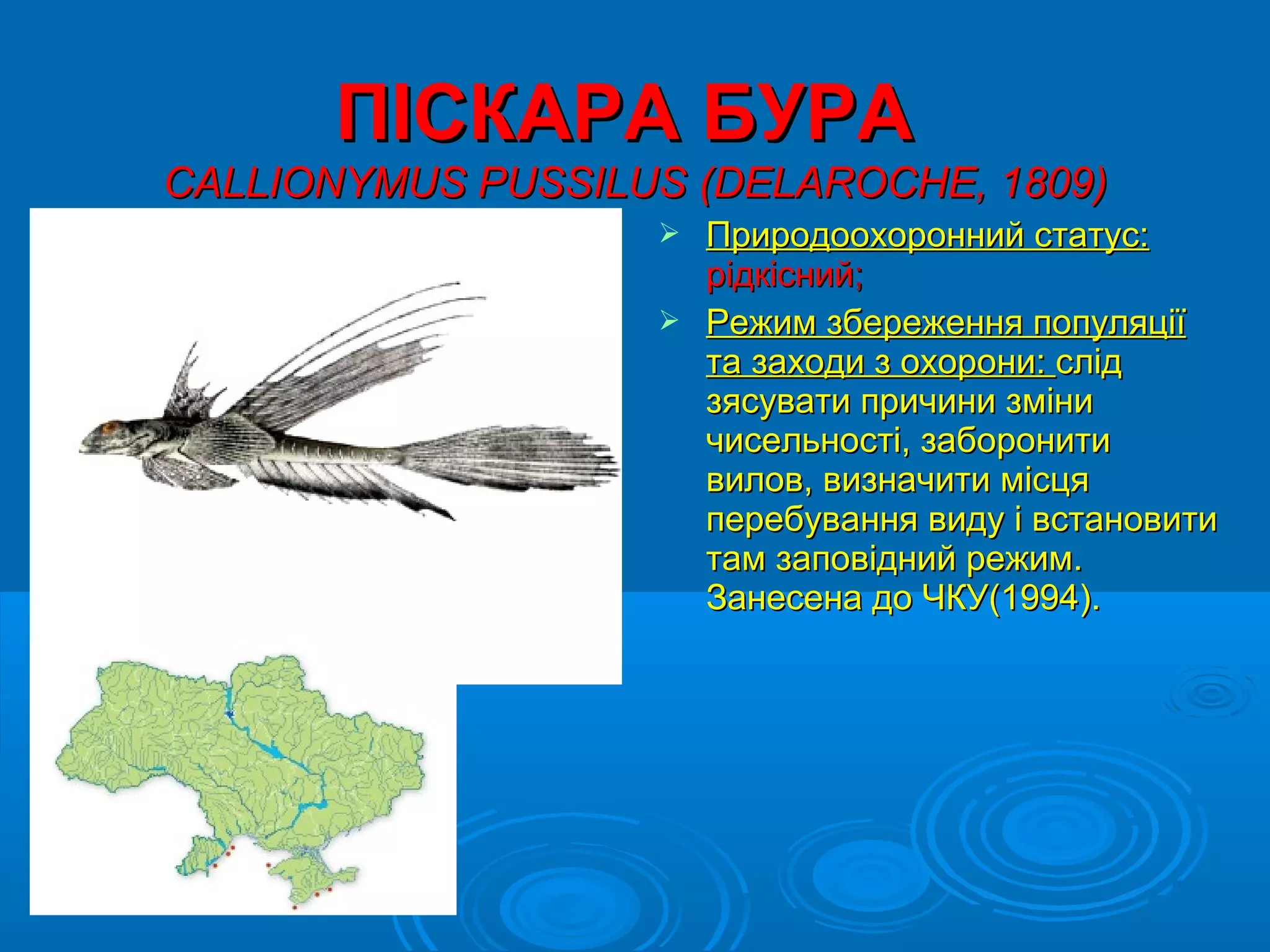 ПІСКАРА БУРА
CALLIONYMUS PUSSILUS (DELAROCHE, 1809)
                    Природоохоронний статус:
                     рідкісний;
                    Режим збереження популяції
                     та заходи з охорони: слід
                     зясувати причини зміни
                     чисельності, заборонити
                     вилов, визначити місця
                     перебування виду і встановити
                     там заповідний режим.
                     Занесена до ЧКУ(1994).
 