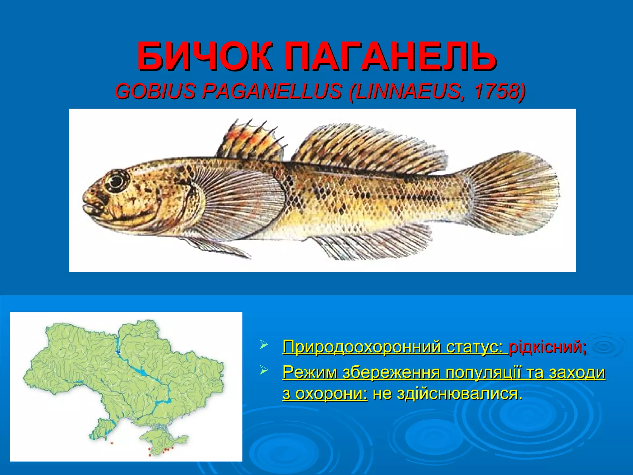 БИЧОК ПАГАНЕЛЬ
GOBIUS PAGANELLUS (LINNAEUS, 1758)




            Природоохоронний статус: рідкісний;
            Режим збереження популяції та заходи
             з охорони: не здійснювалися.
 