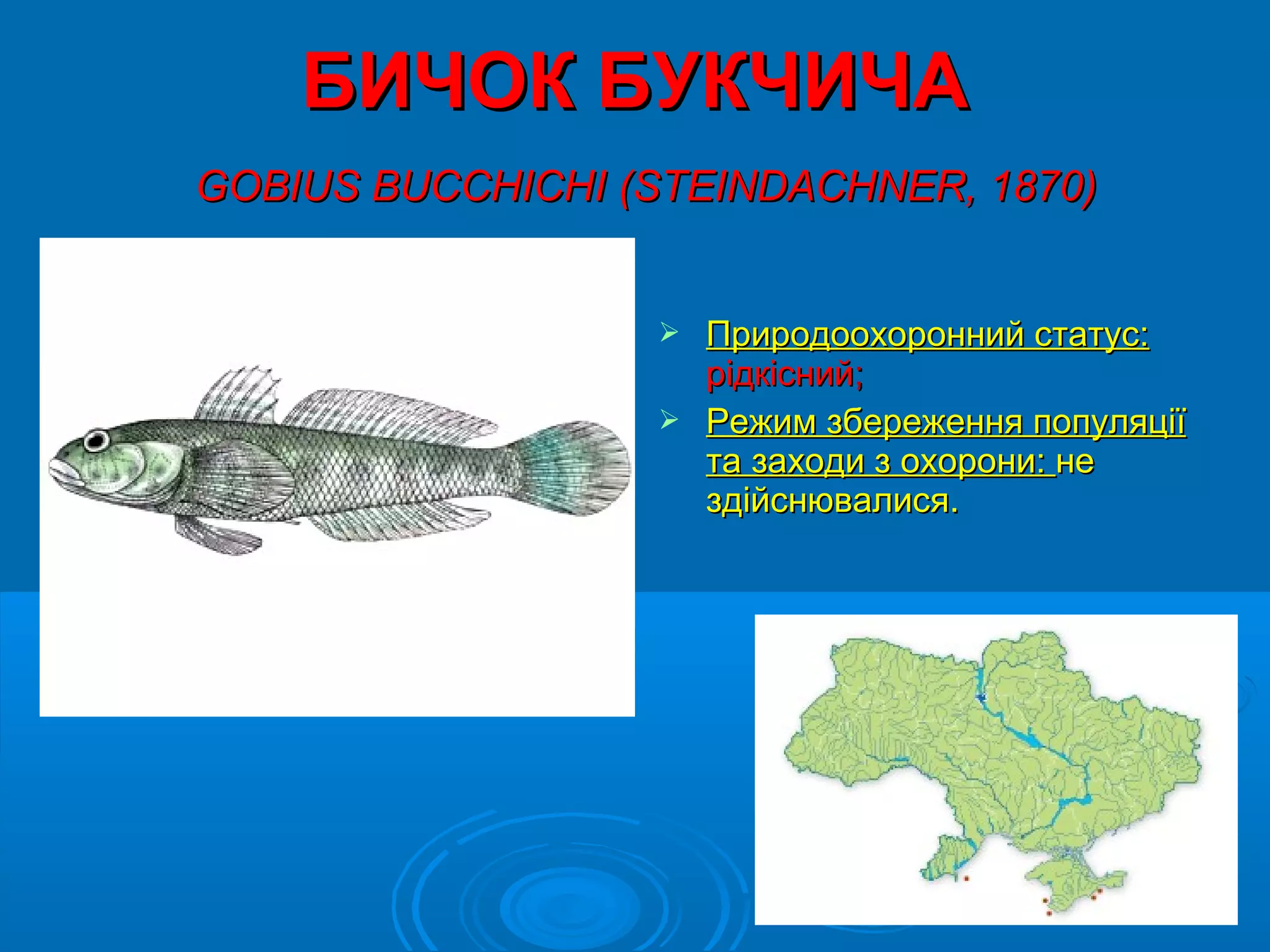 БИЧОК БУКЧИЧА
GOBIUS BUCCHICHI (STEINDACHNER, 1870)


                   Природоохоронний статус:
                    рідкісний;
                   Режим збереження популяції
                    та заходи з охорони: не
                    здійснювалися.
 