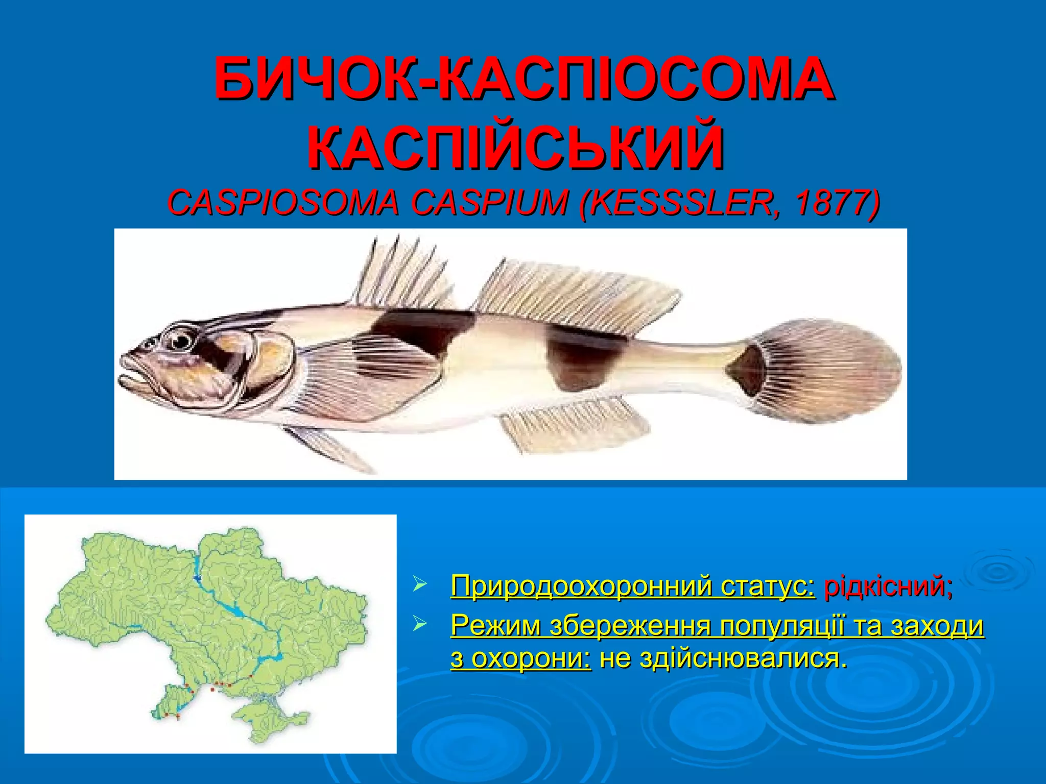 БИЧОК-КАСПІОСОМА
    КАСПІЙСЬКИЙ
CASPIOSOMA CASPIUM (KESSSLER, 1877)




             Природоохоронний статус: рідкісний;
             Режим збереження популяції та заходи
              з охорони: не здійснювалися.
 