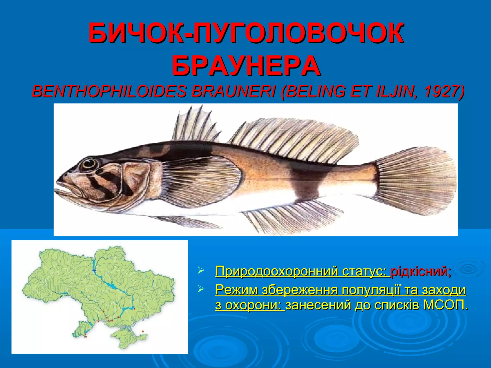 БИЧОК-ПУГОЛОВОЧОК
          БРАУНЕРА
BENTHOPHILOIDES BRAUNERI (BELING ET ILJIN, 1927)




                   Природоохоронний статус: рідкісний;
                   Режим збереження популяції та заходи
                    з охорони: занесений до списків МСОП.
 