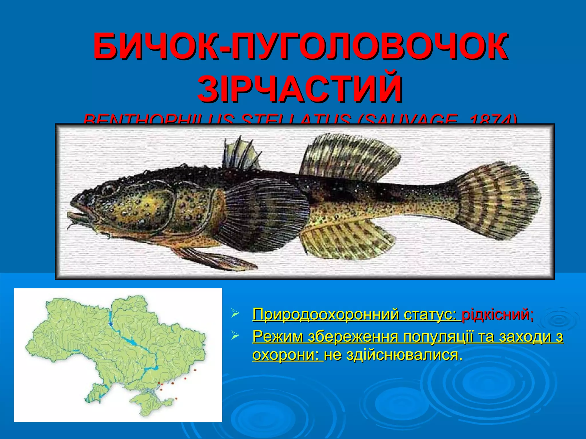 БИЧОК-ПУГОЛОВОЧОК
    ЗІРЧАСТИЙ
BENTHOPHILUS STELLATUS (SAUVAGE, 1874)




             Природоохоронний статус: рідкісний;
             Режим збереження популяції та заходи з
              охорони: не здійснювалися.
 