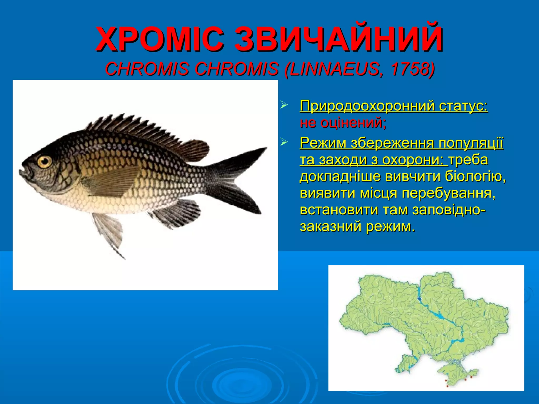 ХРОМІС ЗВИЧАЙНИЙ
CHROMIS CHROMIS (LINNAEUS, 1758)
                 Природоохоронний статус:
                  не оцінений;
                 Режим збереження популяції
                  та заходи з охорони: треба
                  докладніше вивчити біологію,
                  виявити місця перебування,
                  встановити там заповідно-
                  заказний режим.
 