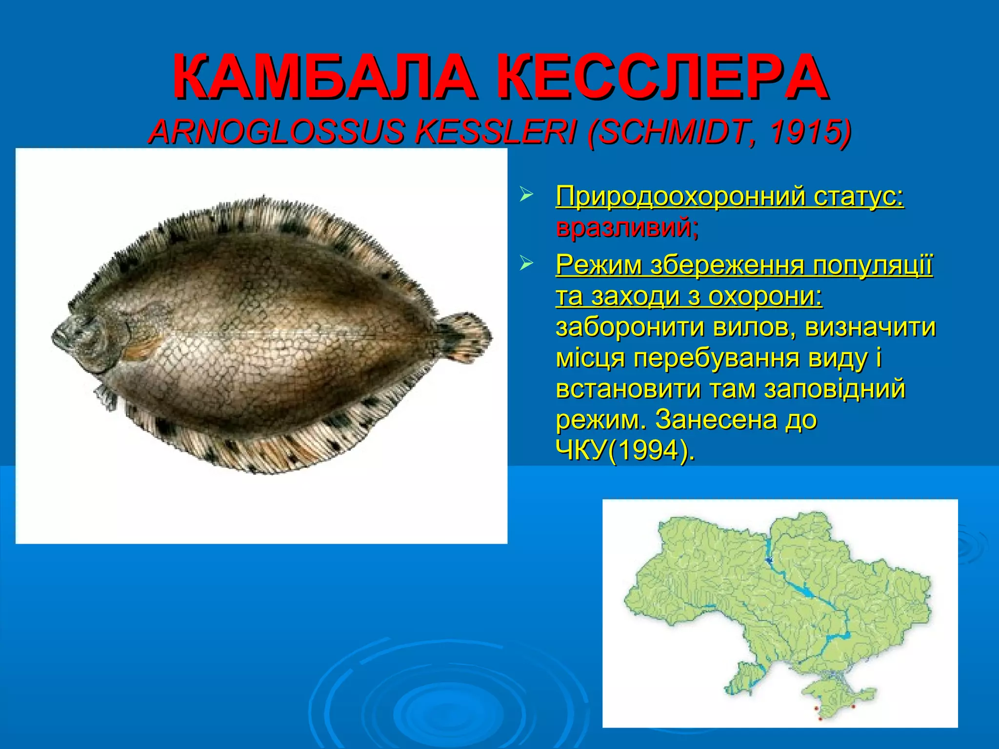 КАМБАЛА КЕССЛЕРА
ARNOGLOSSUS KESSLERI (SCHMIDT, 1915)
                   Природоохоронний статус:
                    вразливий;
                   Режим збереження популяції
                    та заходи з охорони:
                    заборонити вилов, визначити
                    місця перебування виду і
                    встановити там заповідний
                    режим. Занесена до
                    ЧКУ(1994).
 