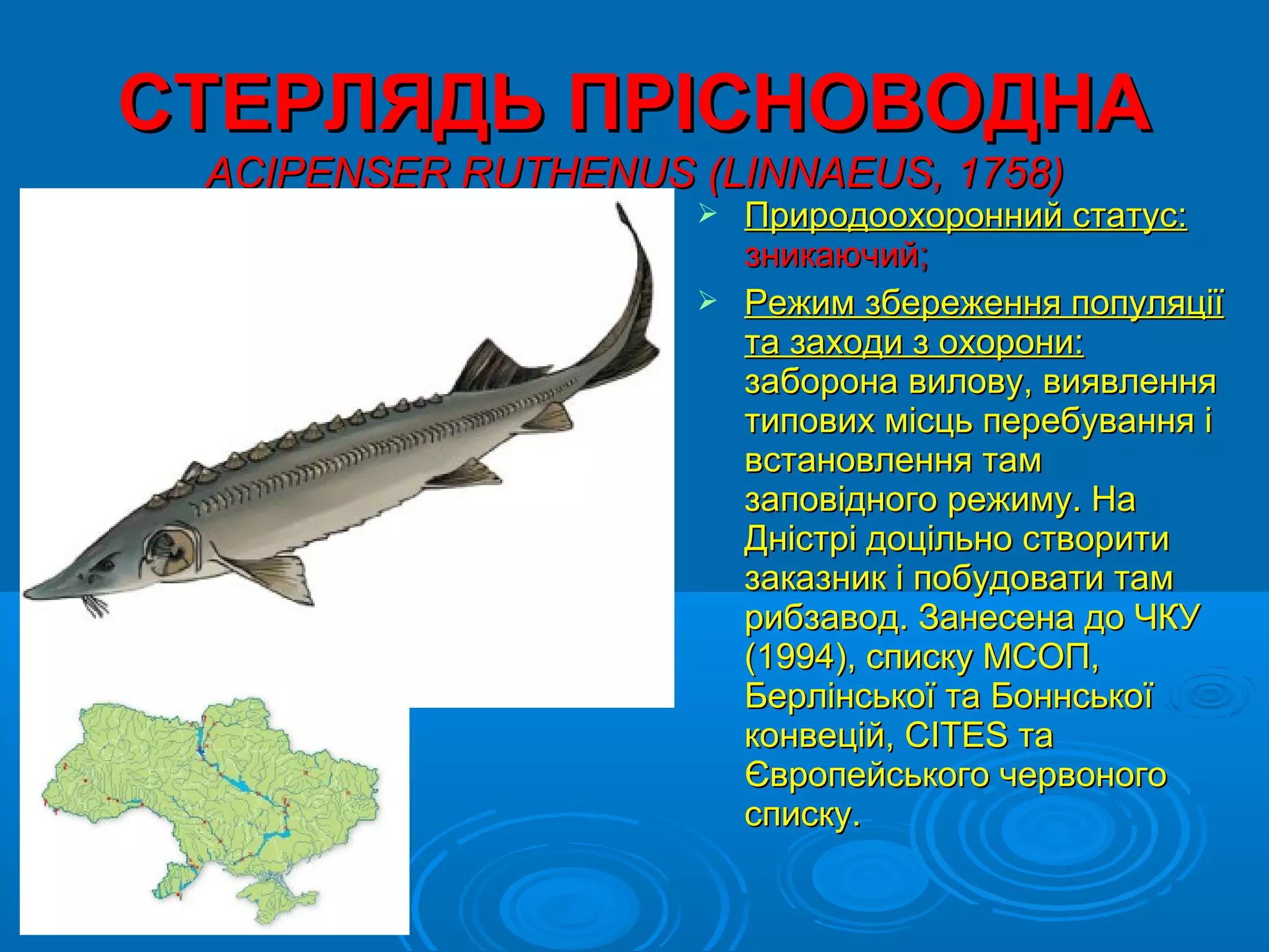 СТЕРЛЯДЬ ПРІСНОВОДНА
 ACIPENSER RUTHENUS (LINNAEUS, 1758)
                     Природоохоронний статус:
                      зникаючий;
                     Режим збереження популяції
                      та заходи з охорони:
                      заборона вилову, виявлення
                      типових місць перебування і
                      встановлення там
                      заповідного режиму. На
                      Дністрі доцільно створити
                      заказник і побудовати там
                      рибзавод. Занесена до ЧКУ
                      (1994), списку МСОП,
                      Берлінської та Боннської
                      конвецій, CITES та
                      Європейського червоного
                      списку.
 