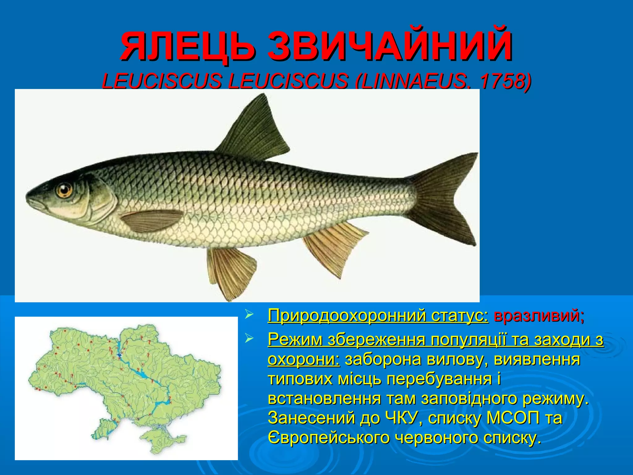 ЯЛЕЦЬ ЗВИЧАЙНИЙ
LEUCISCUS LEUCISCUS (LINNAEUS, 1758)




            Природоохоронний статус: вразливий;
            Режим збереження популяції та заходи з
             охорони: заборона вилову, виявлення
             типових місць перебування і
             встановлення там заповідного режиму.
             Занесений до ЧКУ, списку МСОП та
             Європейського червоного списку.
 