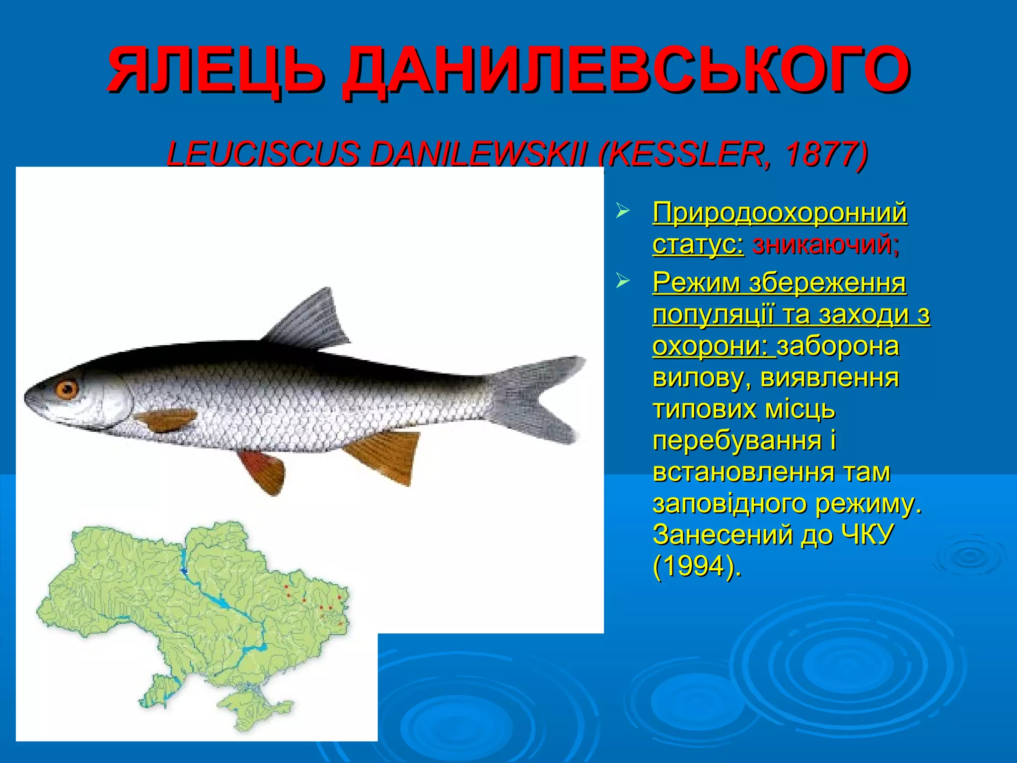 ЯЛЕЦЬ ДАНИЛЕВСЬКОГО
 LEUCISCUS DANILEWSKII (KESSLER, 1877)
                         Природоохоронний
                          статус: зникаючий;
                         Режим збереження
                          популяції та заходи з
                          охорони: заборона
                          вилову, виявлення
                          типових місць
                          перебування і
                          встановлення там
                          заповідного режиму.
                          Занесений до ЧКУ
                          (1994).
 