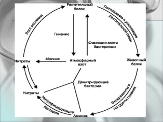 съединения на азота