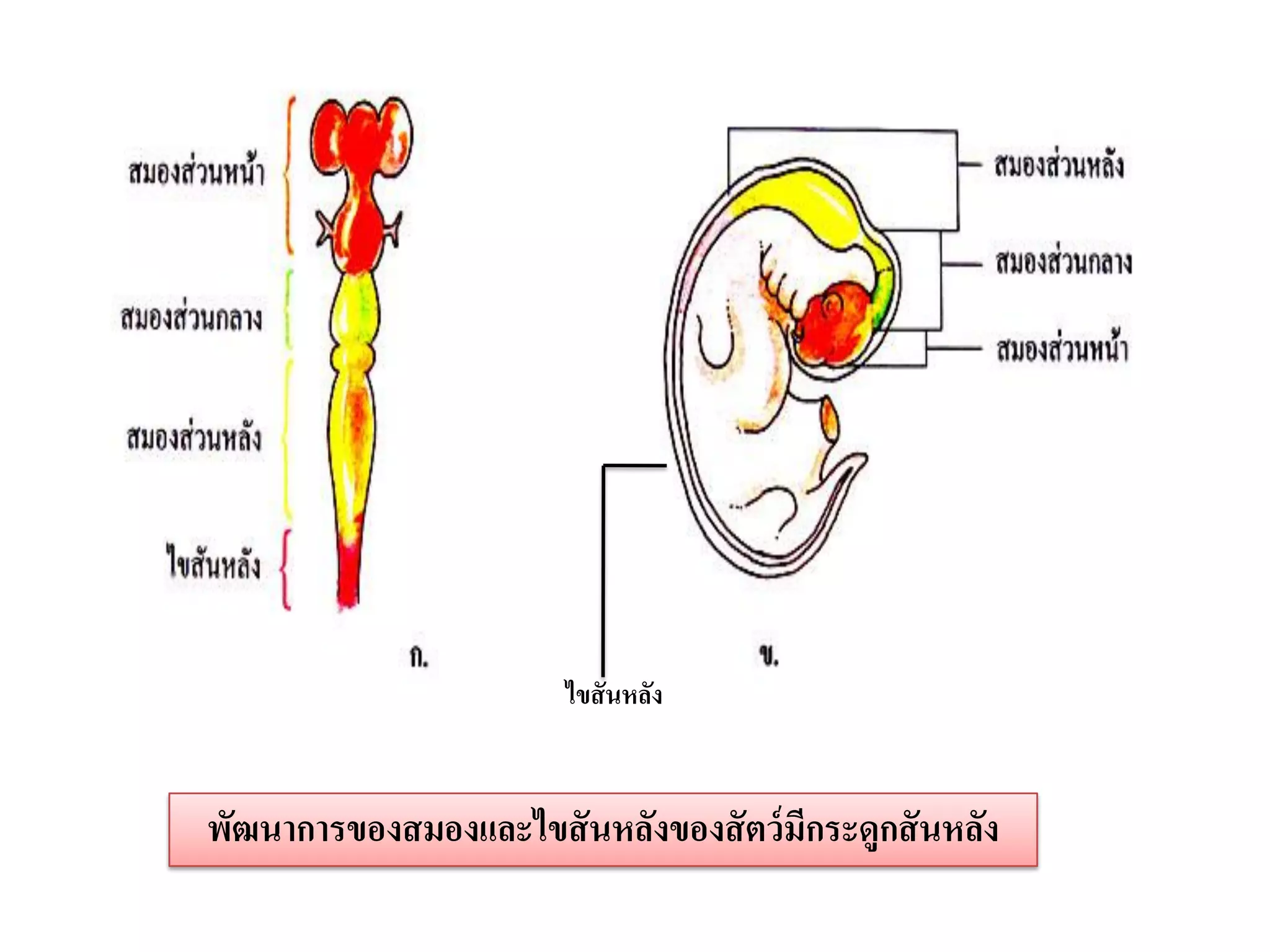 ไขสันหลัง


พัฒนาการของสมองและไขสั นหลังของสั ตว์ มีกระดูกสั นหลัง
 