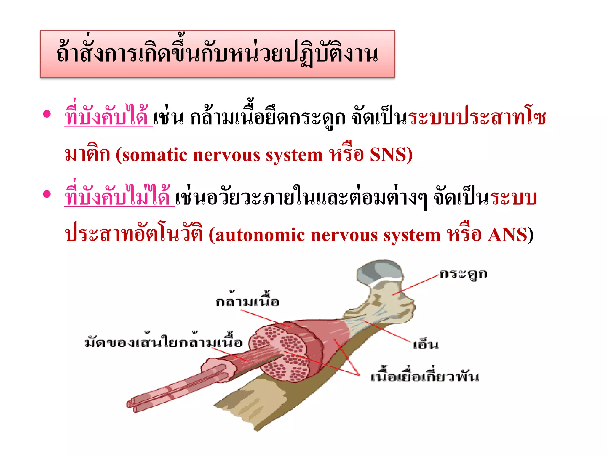 ถ้ าสั่ งการเกิดขึนกับหน่ วยปฏิบัติงาน
                   ้
• ทีบังคับได้ เช่ น กล้ ามเนือยึดกระดูก จัดเป็ นระบบประสาทโซ
    ่                        ้
  มาติก (somatic nervous system หรือ SNS)
• ทีบังคับไม่ ได้ เช่ นอวัยวะภายในและต่ อมต่ างๆ จัดเป็ นระบบ
      ่
  ประสาทอัตโนวัติ (autonomic nervous system หรือ ANS)
 