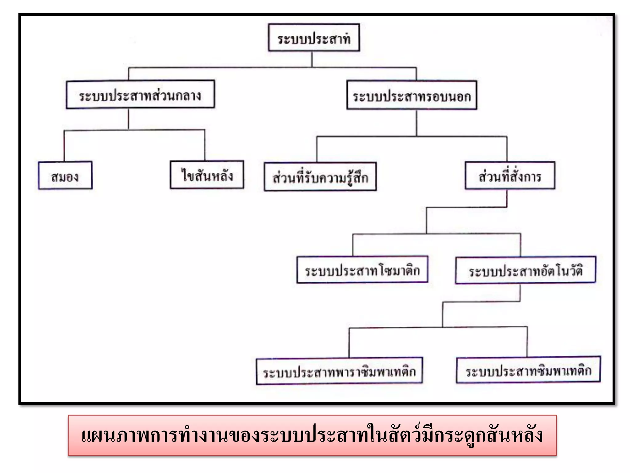 แผนภาพการทางานของระบบประสาทในสั ตว์ มีกระดูกสั นหลัง
 