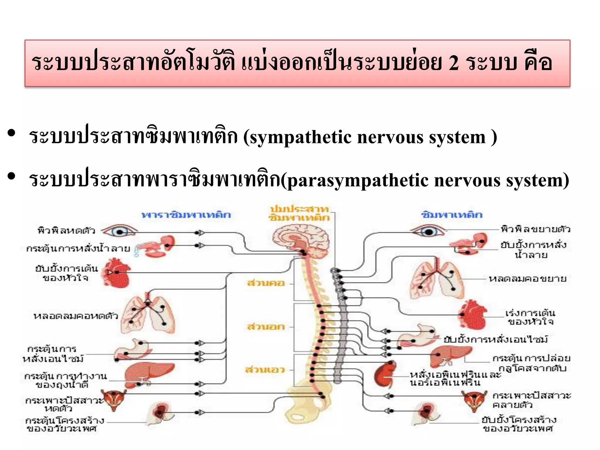 ระบบประสาทอัตโมวัติ แบ่ งออกเป็ นระบบย่ อย 2 ระบบ คือ

• ระบบประสาทซิมพาเทติก (sympathetic nervous system )
• ระบบประสาทพาราซิมพาเทติก(parasympathetic nervous system)
 