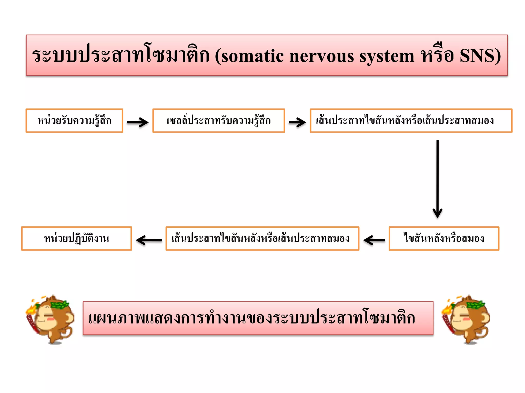 ระบบประสาทโซมาติก (somatic nervous system หรือ SNS)

หน่ วยรับความรู้สึก   เซลล์ประสาทรับความรู้สึก        เส้ นประสาทไขสันหลังหรือเส้ นประสาทสมอง




 หน่ วยปฏิบัตงาน
             ิ         เส้ นประสาทไขสันหลังหรือเส้ นประสาทสมอง           ไขสันหลังหรือสมอง




             แผนภาพแสดงการทางานของระบบประสาทโซมาติก
 