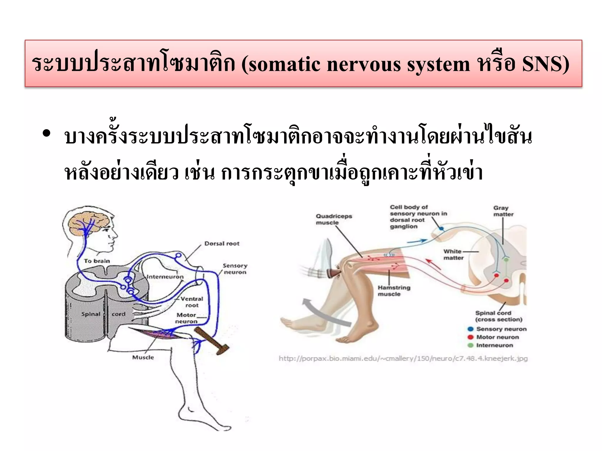 ระบบประสาทโซมาติก (somatic nervous system หรือ SNS)

• บางครั้งระบบประสาทโซมาติกอาจจะทางานโดยผ่ านไขสั น
  หลังอย่ างเดียว เช่ น การกระตุกขาเมือถูกเคาะทีหัวเข่ า
                                      ่         ่
 