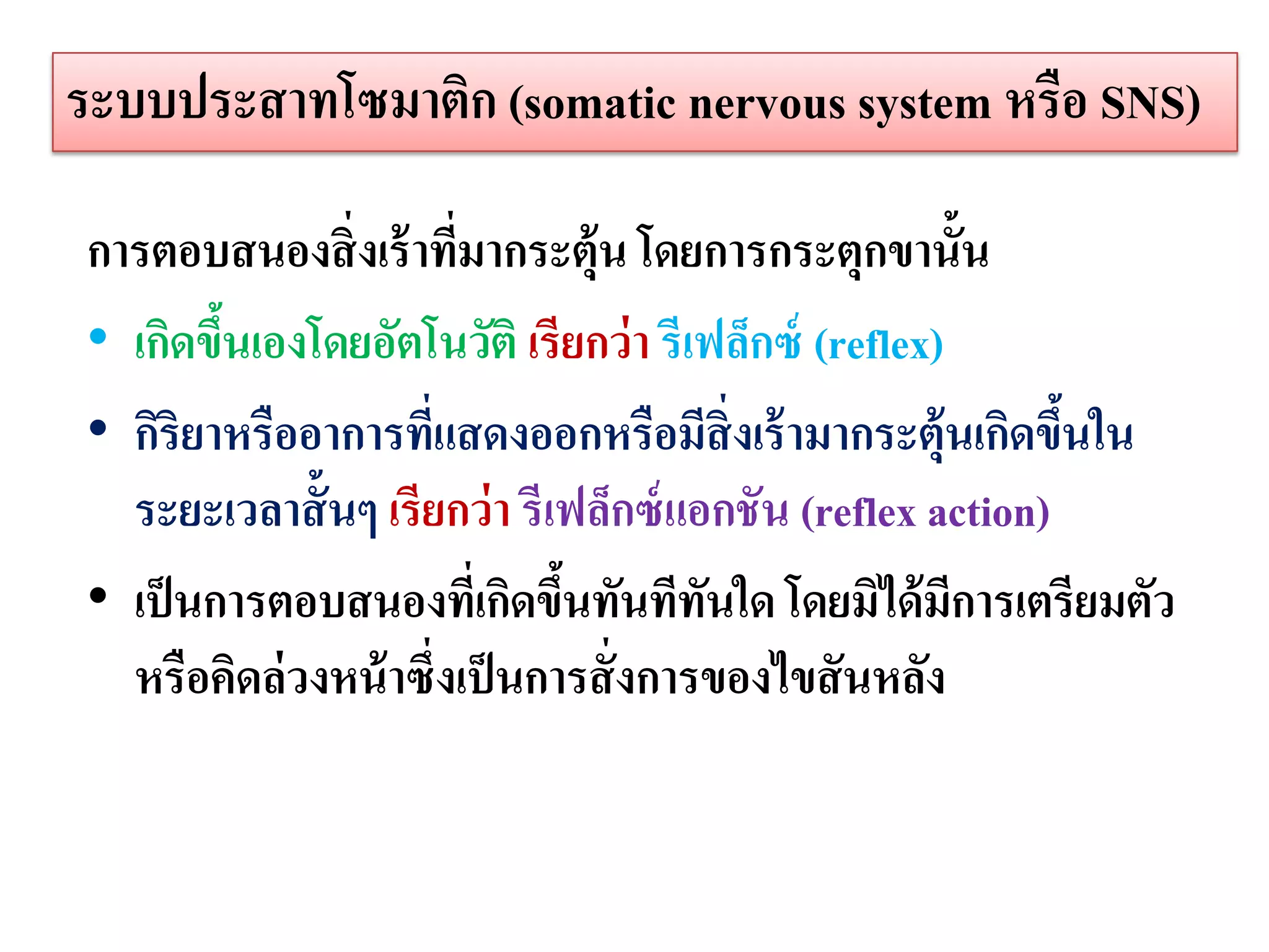 ระบบประสาทโซมาติก (somatic nervous system หรือ SNS)

การตอบสนองสิ่ งเร้ าทีมากระตุ้น โดยการกระตุกขานั้น
                       ่
• เกิดขึนเองโดยอัตโนวัติ เรียกว่ า รีเฟล็กซ์ (reflex)
        ้
• กิริยาหรืออาการทีแสดงออกหรือมีสิ่งเร้ ามากระตุ้นเกิดขึนใน
                    ่                                       ้
  ระยะเวลาสั้ นๆ เรียกว่ า รีเฟล็กซ์ แอกชัน (reflex action)
• เป็ นการตอบสนองที่เกิดขึนทันทีทนใด โดยมิได้ มีการเตรียมตัว
                              ้        ั
  หรือคิดล่ วงหน้ าซึ่งเป็ นการสั่ งการของไขสั นหลัง
 