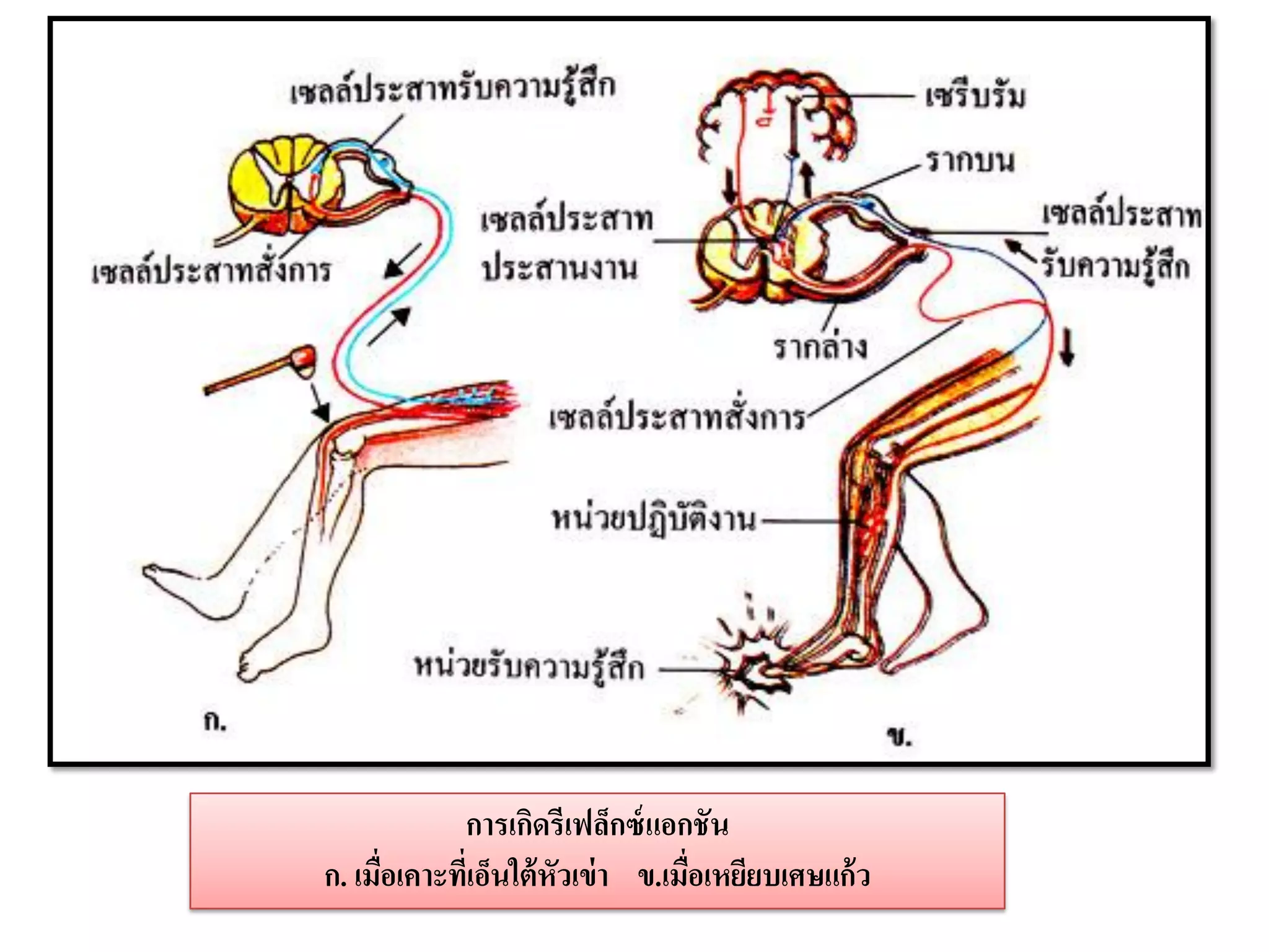 การเกิดรีเฟล็กซ์ แอกชัน
ก. เมือเคาะที่เอ็นใต้ หัวเข่ า ข.เมือเหยียบเศษแก้ ว
      ่                             ่
 