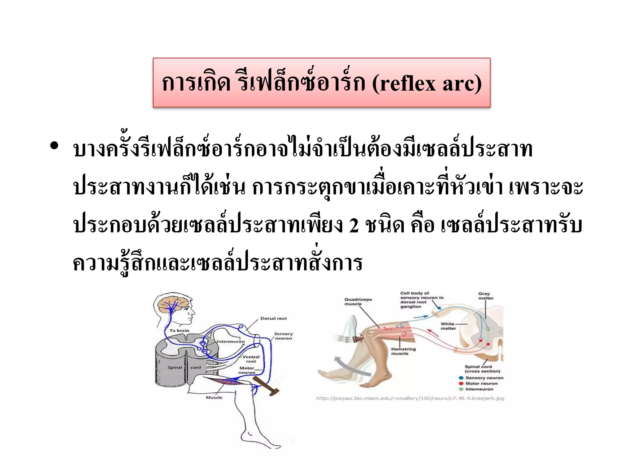 การเกิด รีเฟล็กซ์ อาร์ ก (reflex arc)
• บางครั้งรีเฟล็กซ์ อาร์ กอาจไม่ จาเป็ นต้ องมีเซลล์ ประสาท
  ประสาทงานก็ได้ เช่ น การกระตุกขาเมือเคาะทีหัวเข่ า เพราะจะ
                                           ่      ่
  ประกอบด้ วยเซลล์ ประสาทเพียง 2 ชนิด คือ เซลล์ประสาทรับ
  ความรู้ สึกและเซลล์ ประสาทสั่ งการ
 