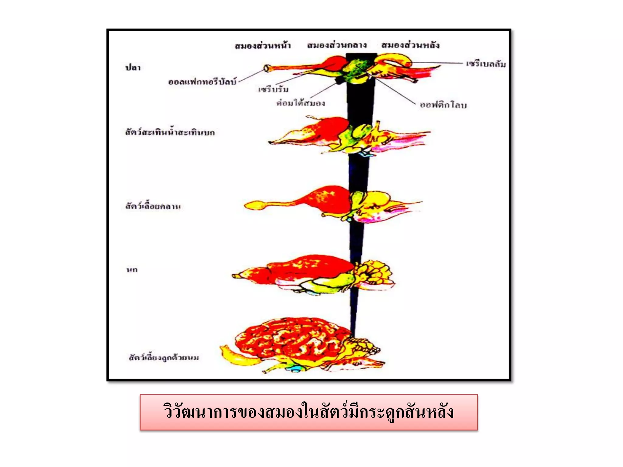 วิวฒนาการของสมองในสั ตว์ มีกระดูกสั นหลัง
   ั
 